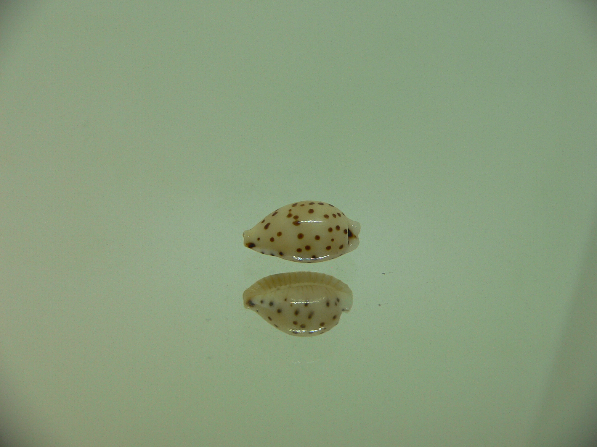Cypraea punctata
