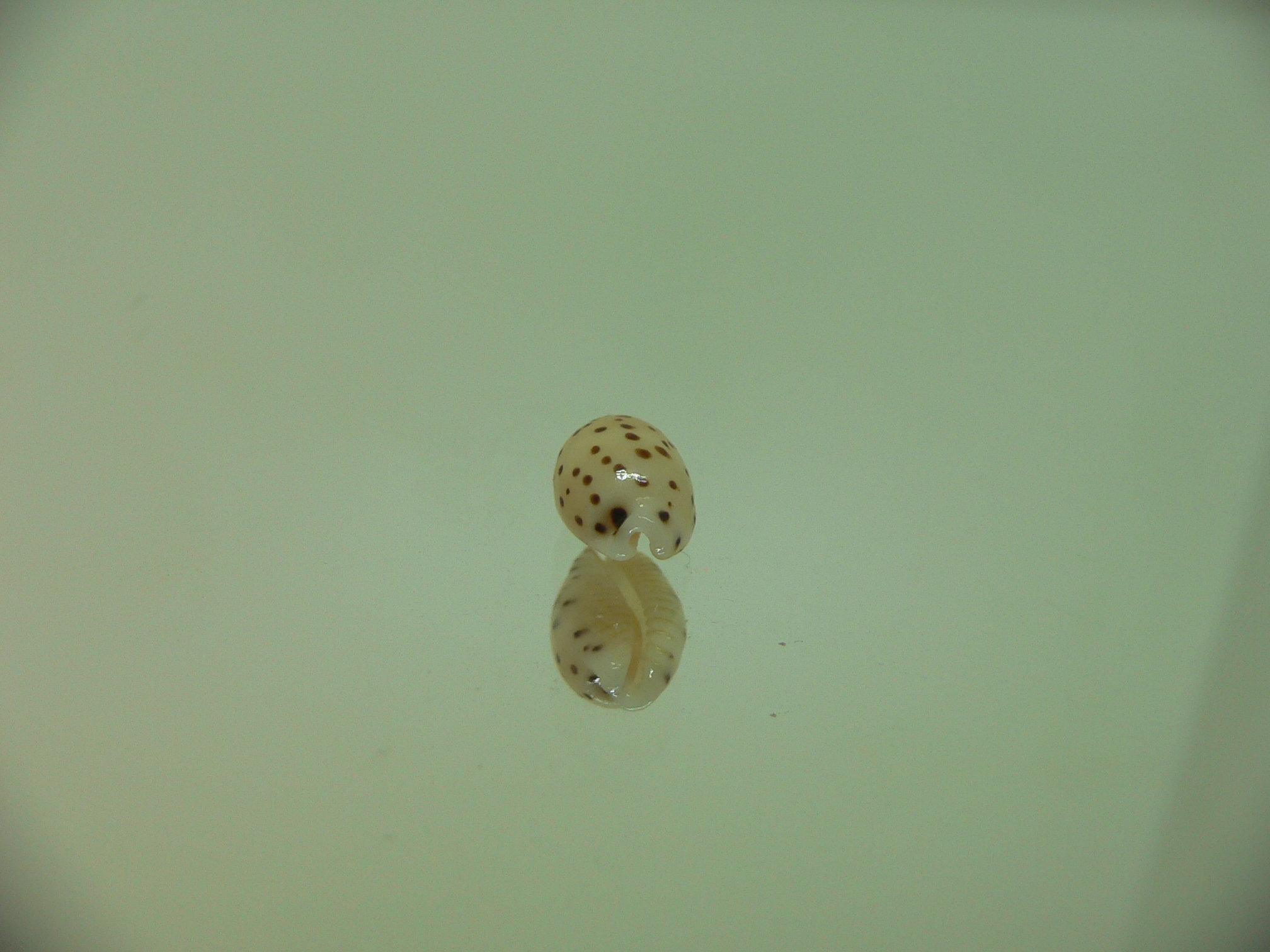 Cypraea punctata