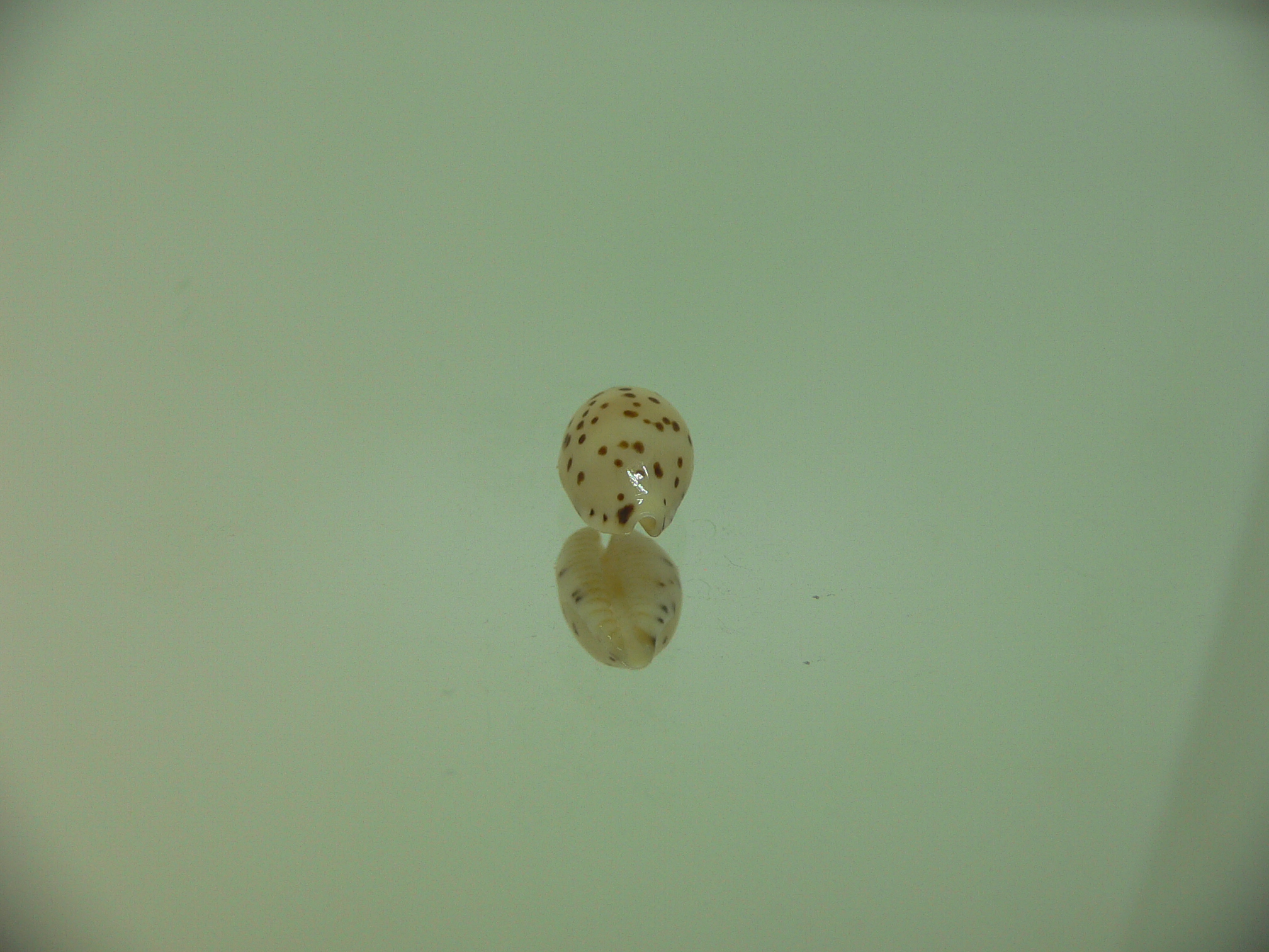 Cypraea punctata