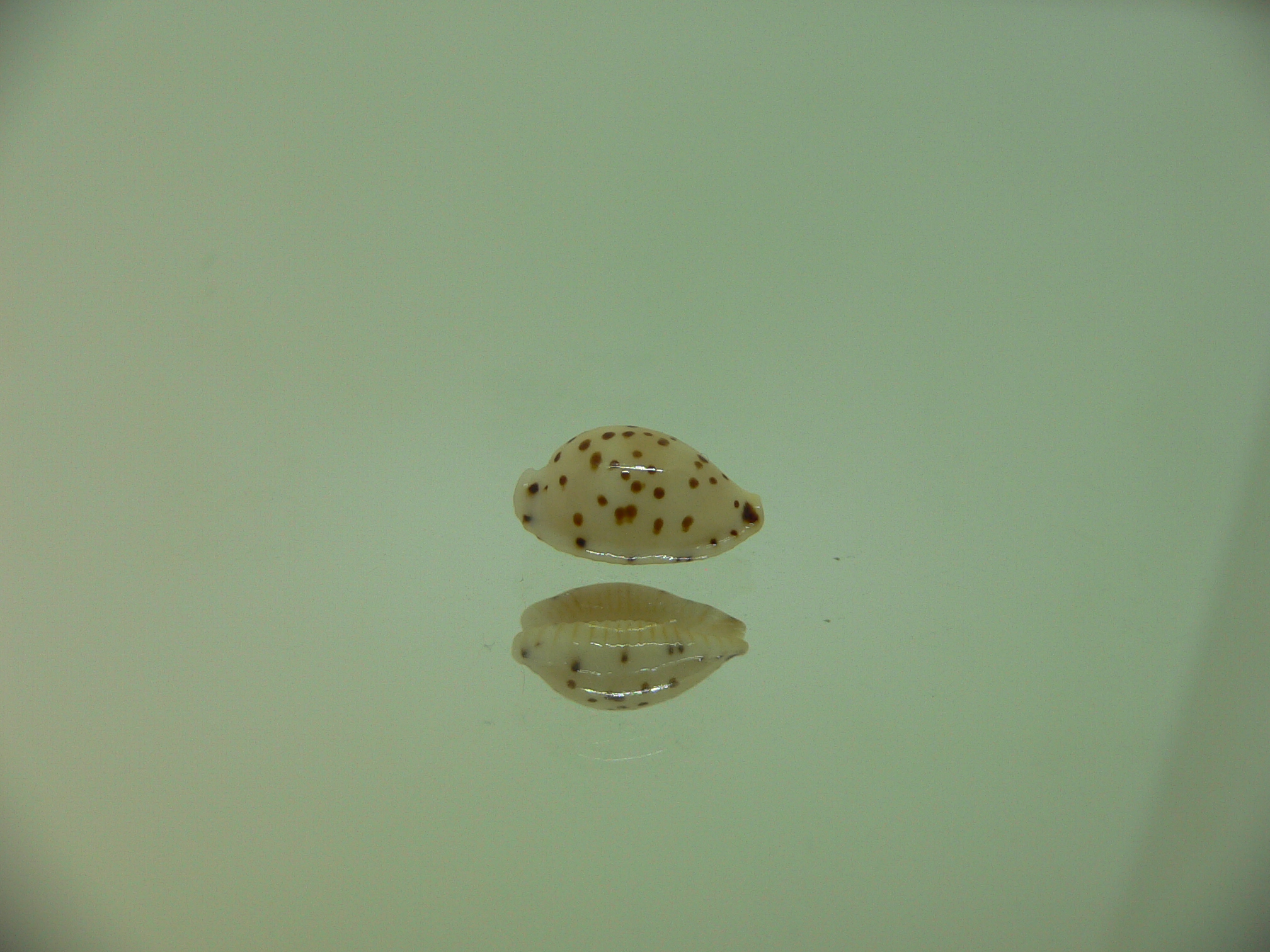 Cypraea punctata