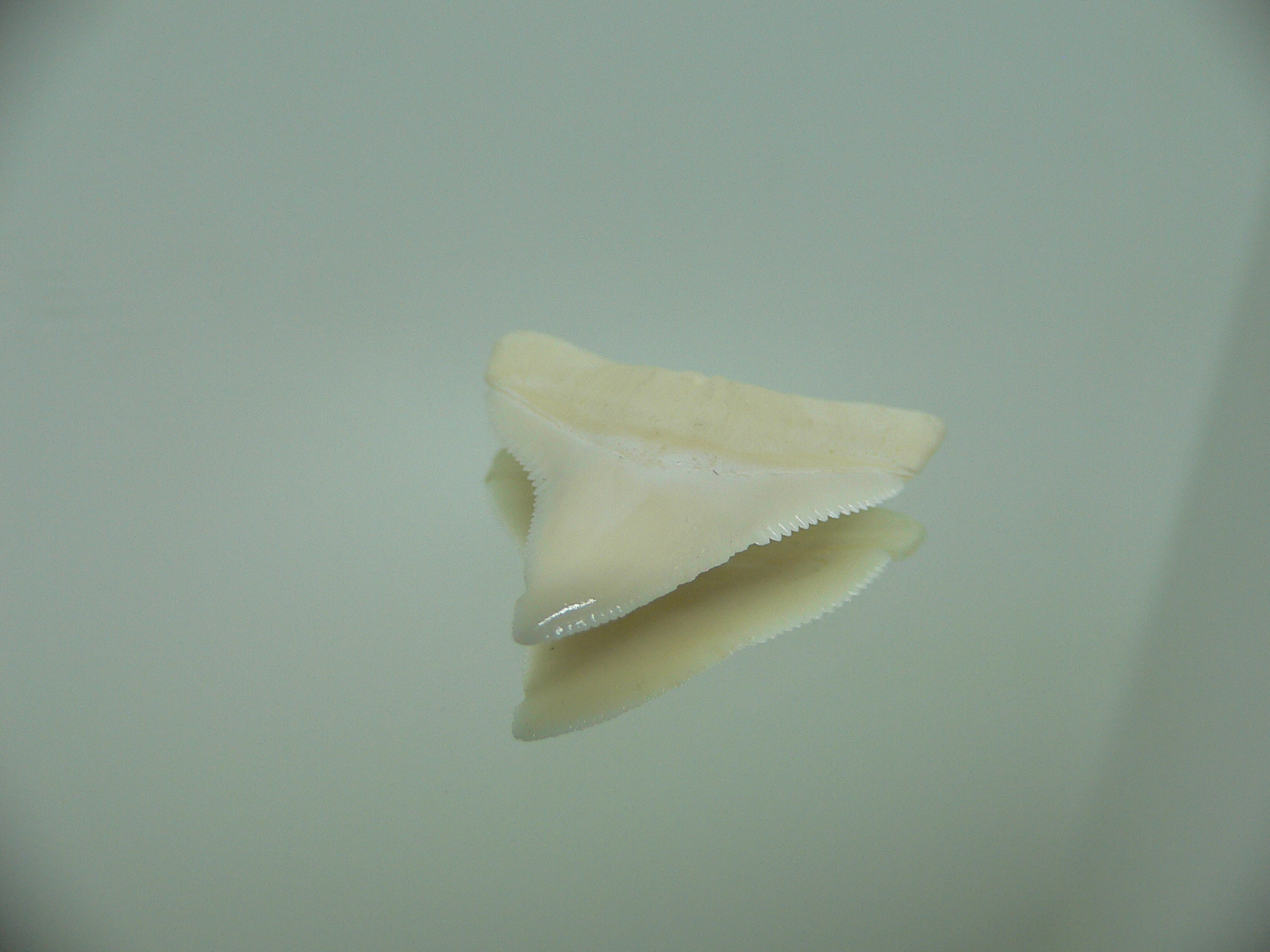 Carcharhinus leucas Зуб БЫЧЬЕЙ акулы в оправе