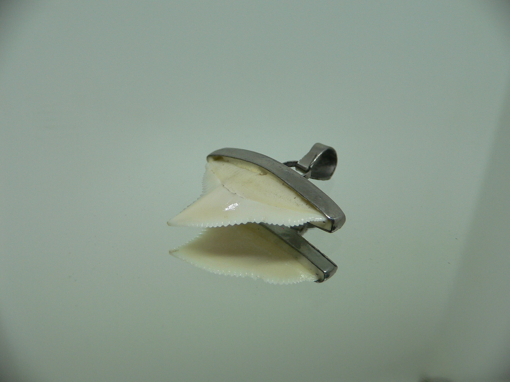 Carcharhinus leucas Зуб БЫЧЬЕЙ акулы в оправе