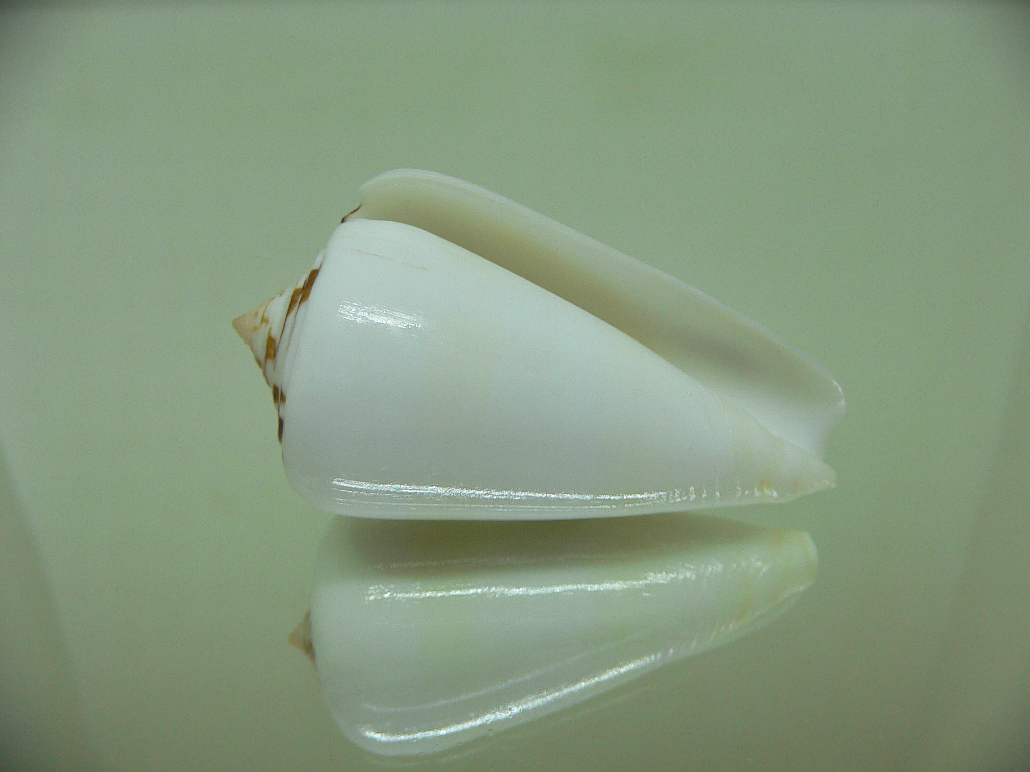 Conus gubernator leehmani (var.)