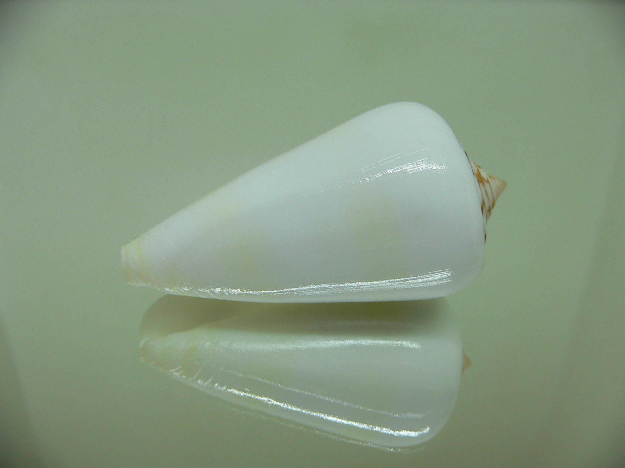 Conus gubernator leehmani (var.)