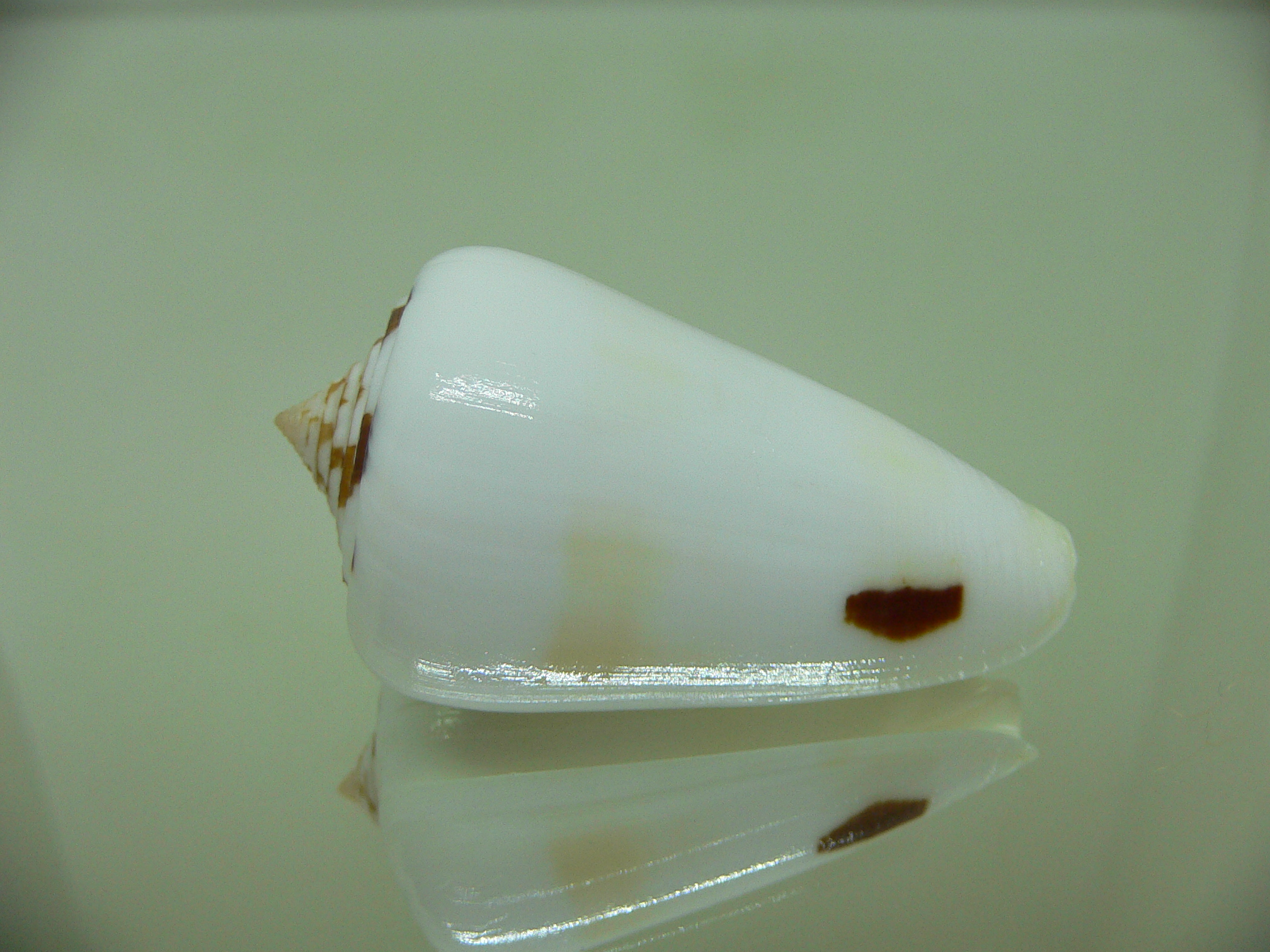 Conus gubernator leehmani (var.)