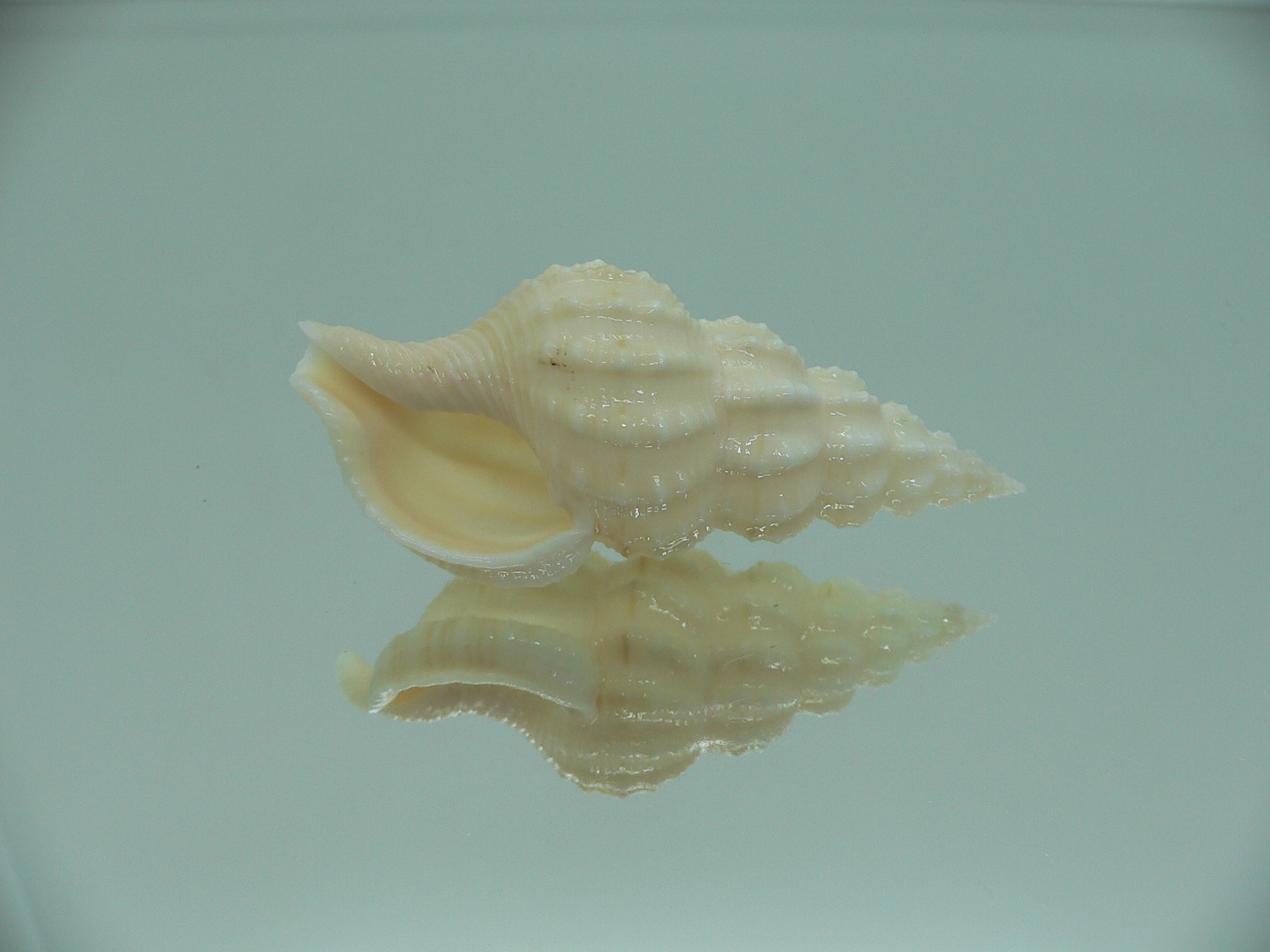 Nassaria magnifica lischkei GIANT