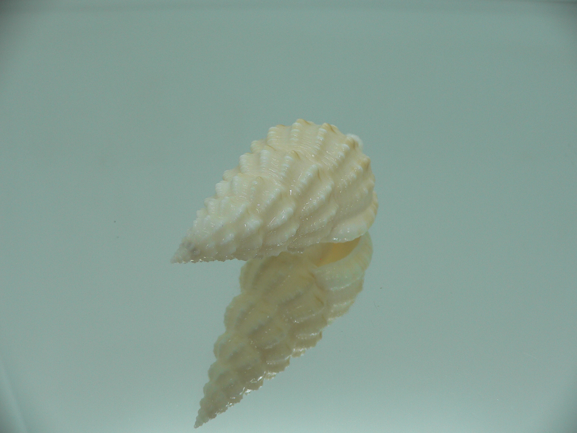 Nassaria magnifica lischkei GIANT