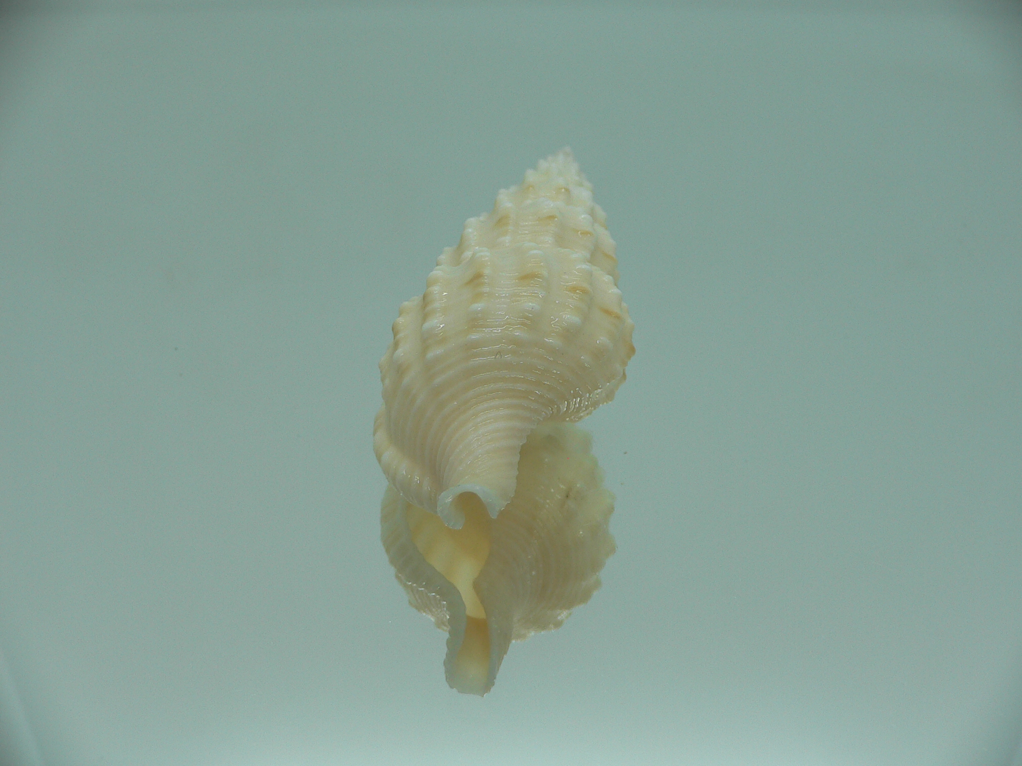 Nassaria magnifica lischkei GIANT