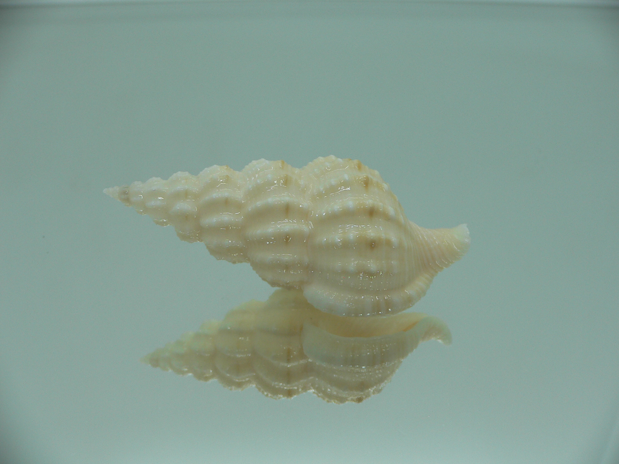 Nassaria magnifica lischkei GIANT