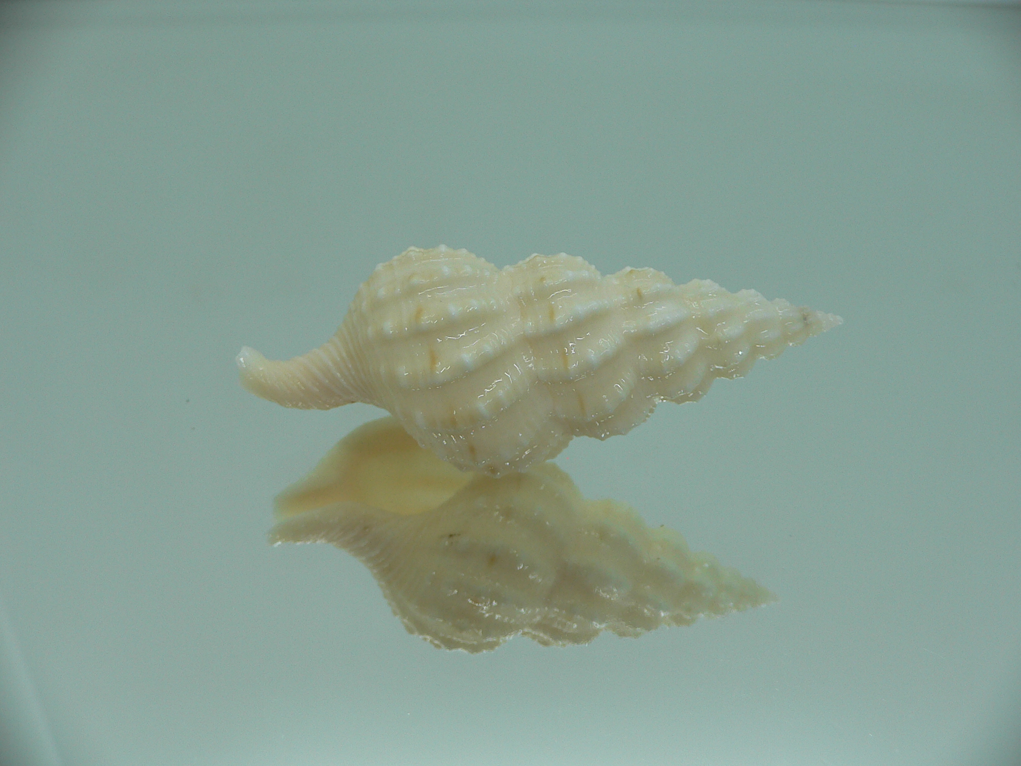 Nassaria magnifica lischkei GIANT