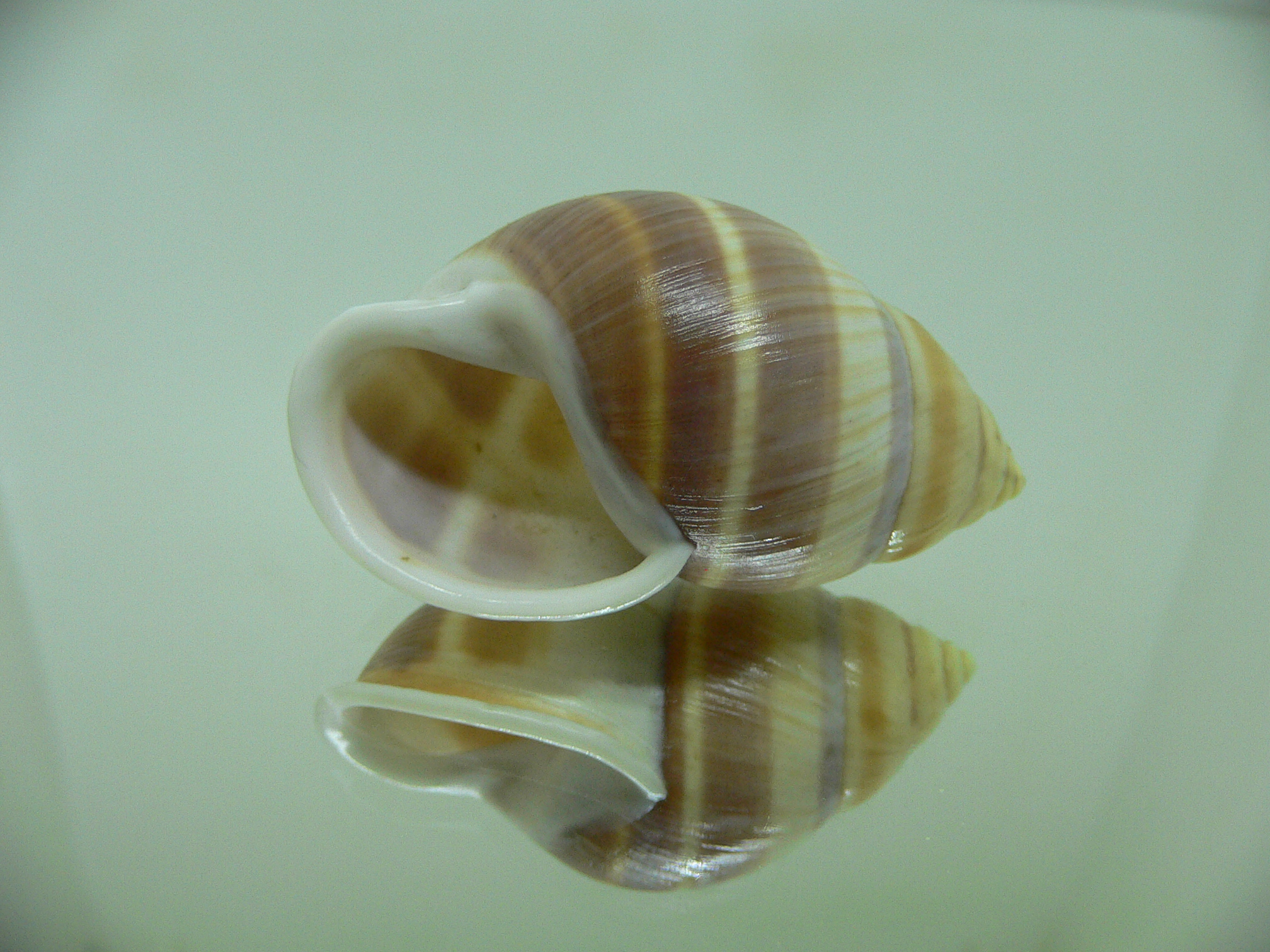 Amphidromus heerianus robustus SUPER