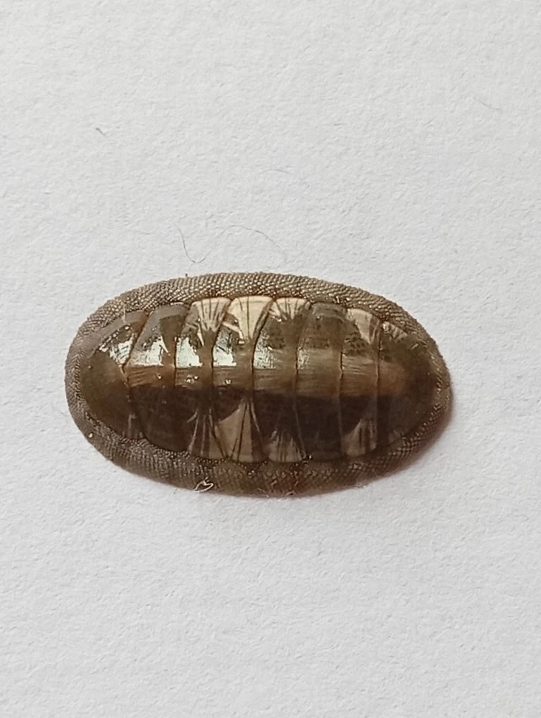 Ischnochiton smaragdinus ENDEMIC 1
