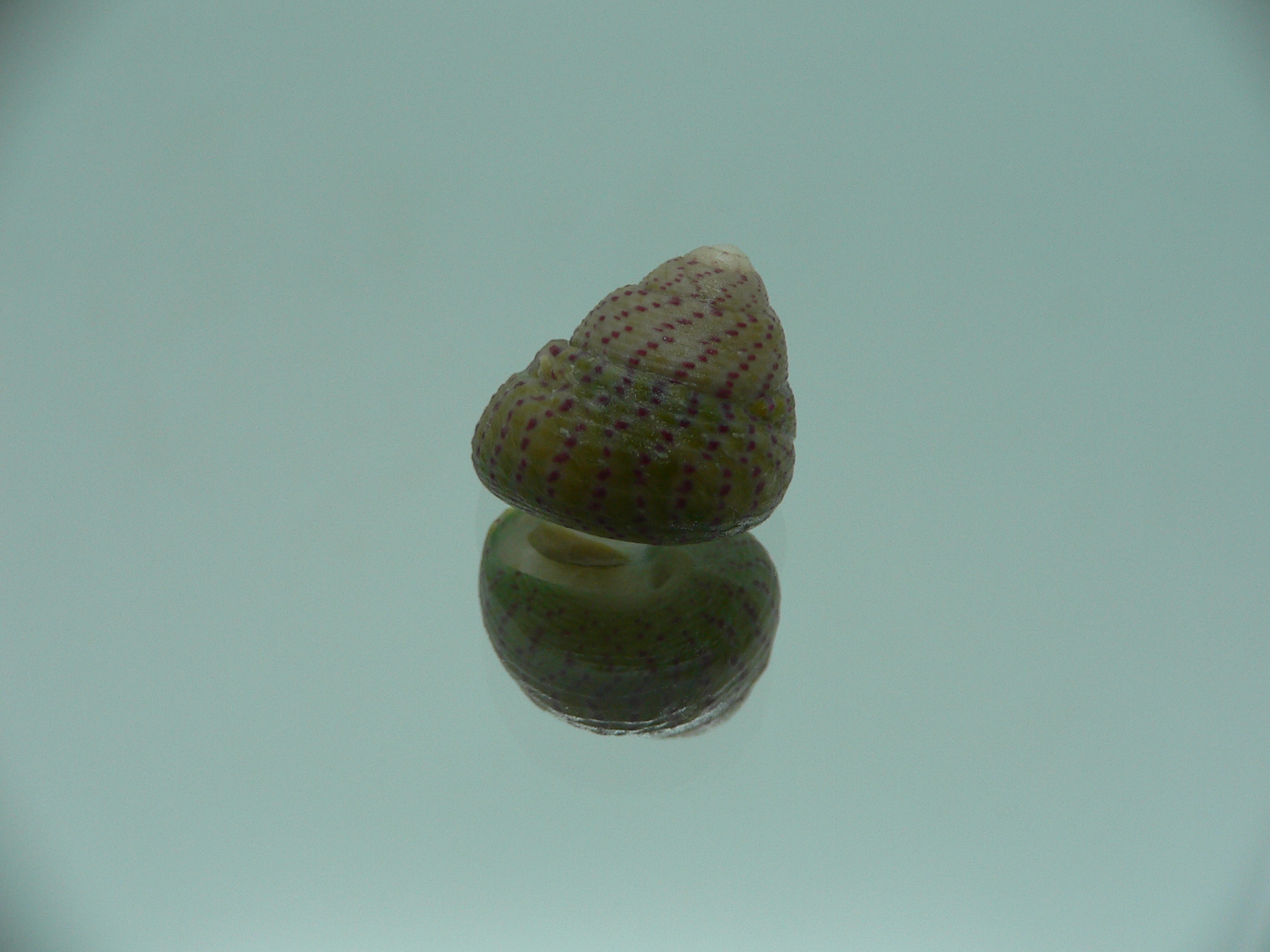 Gibbula rarineata rarineata