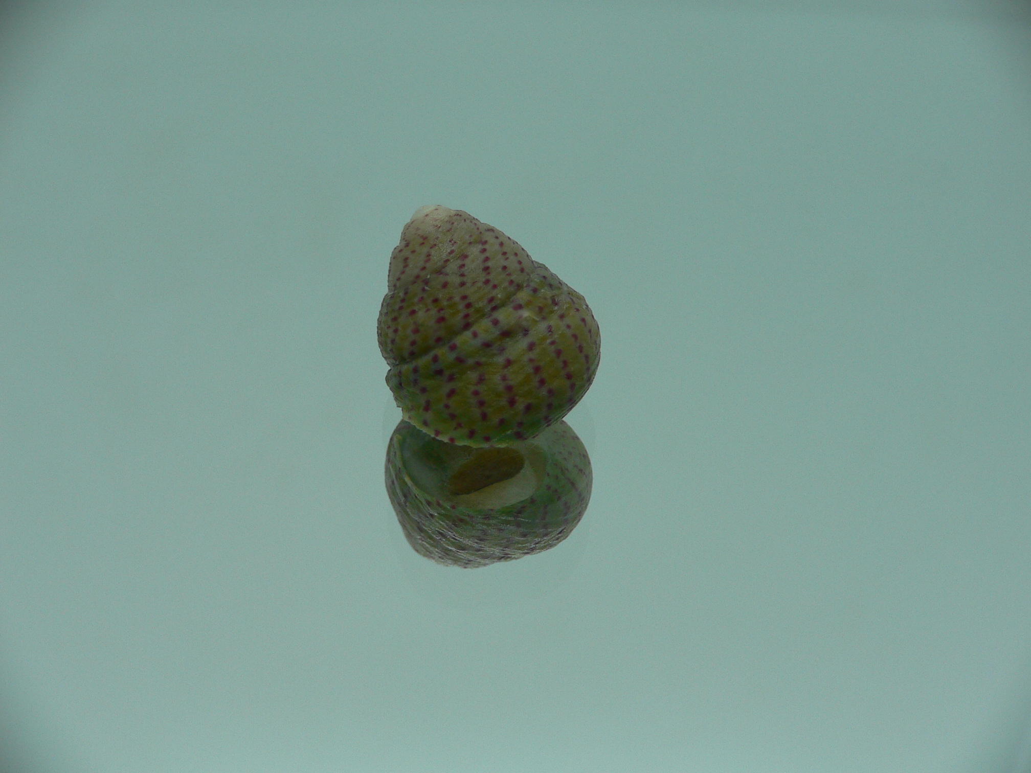 Gibbula rarineata rarineata