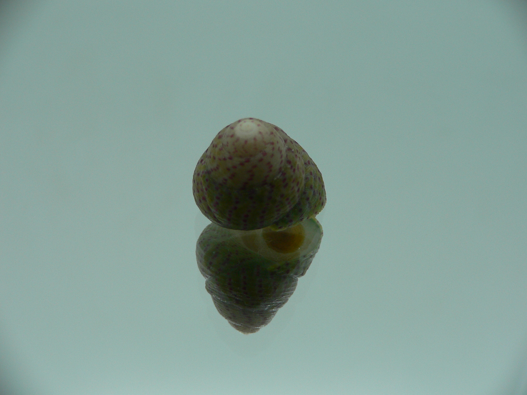 Gibbula rarineata rarineata