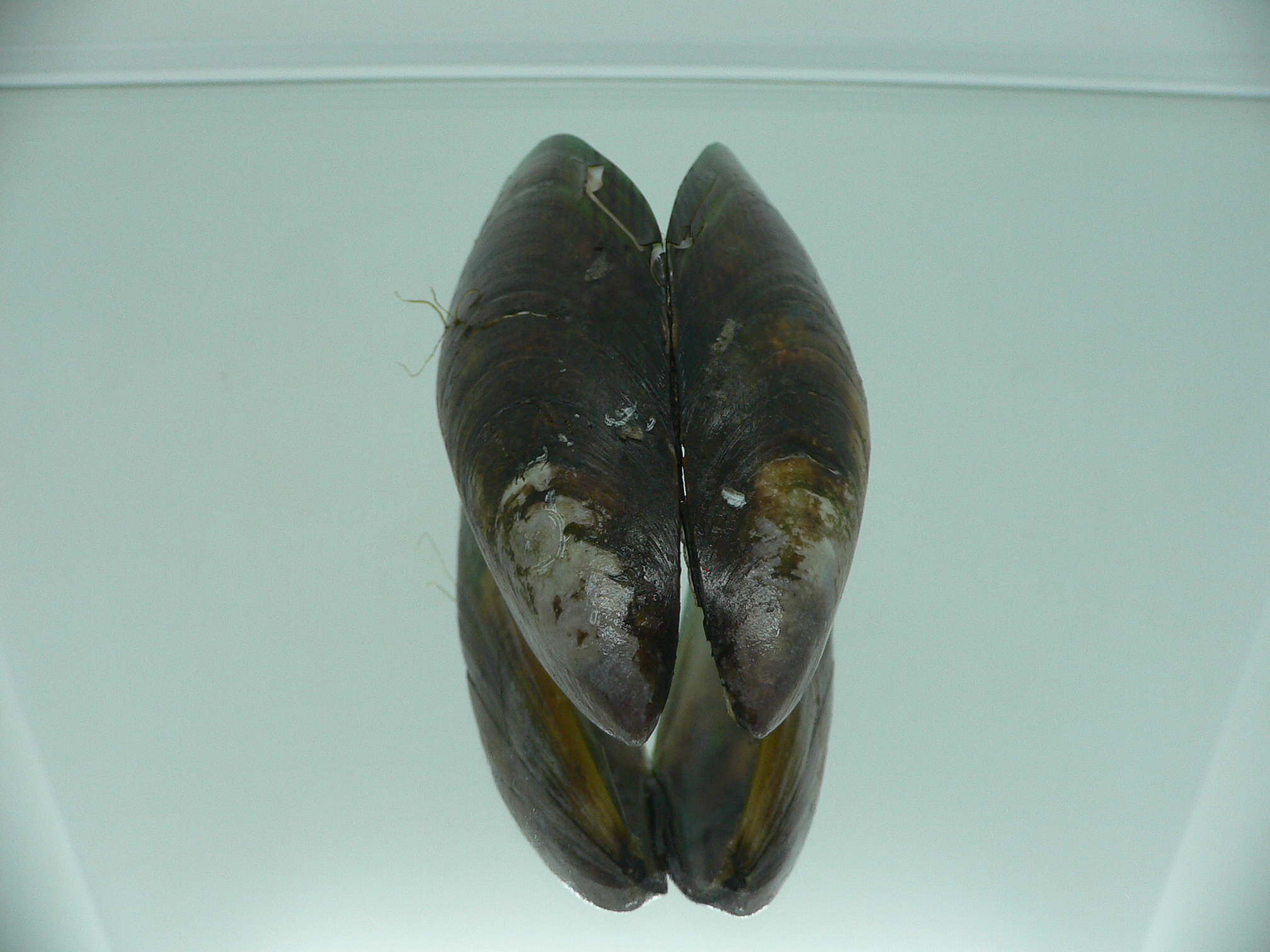 Perna viridis