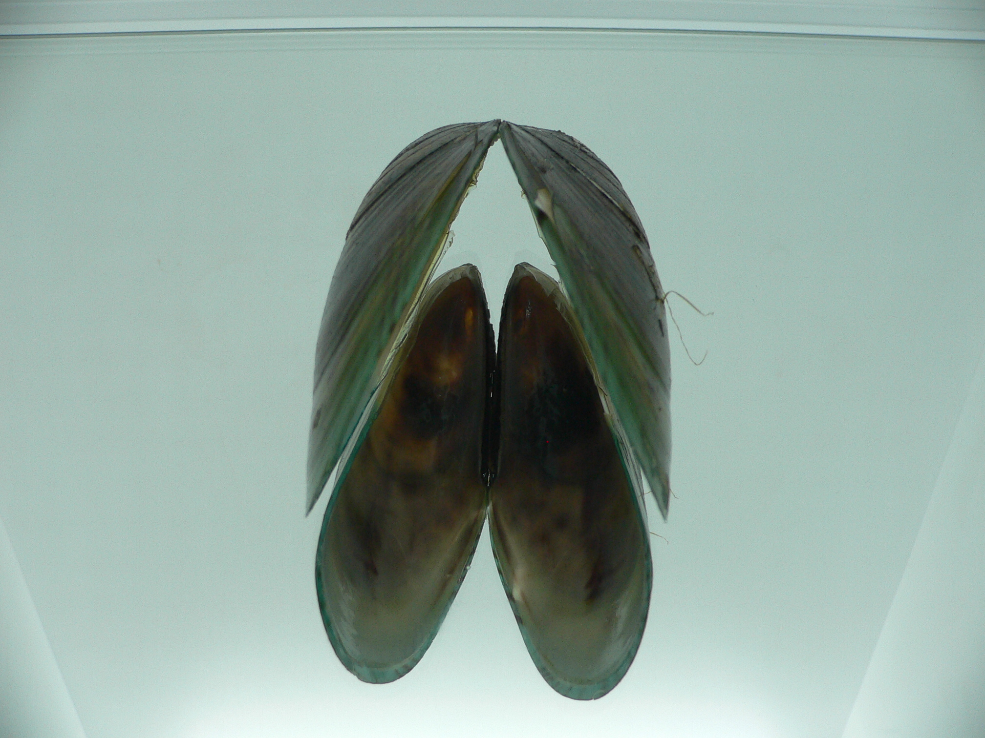 Perna viridis