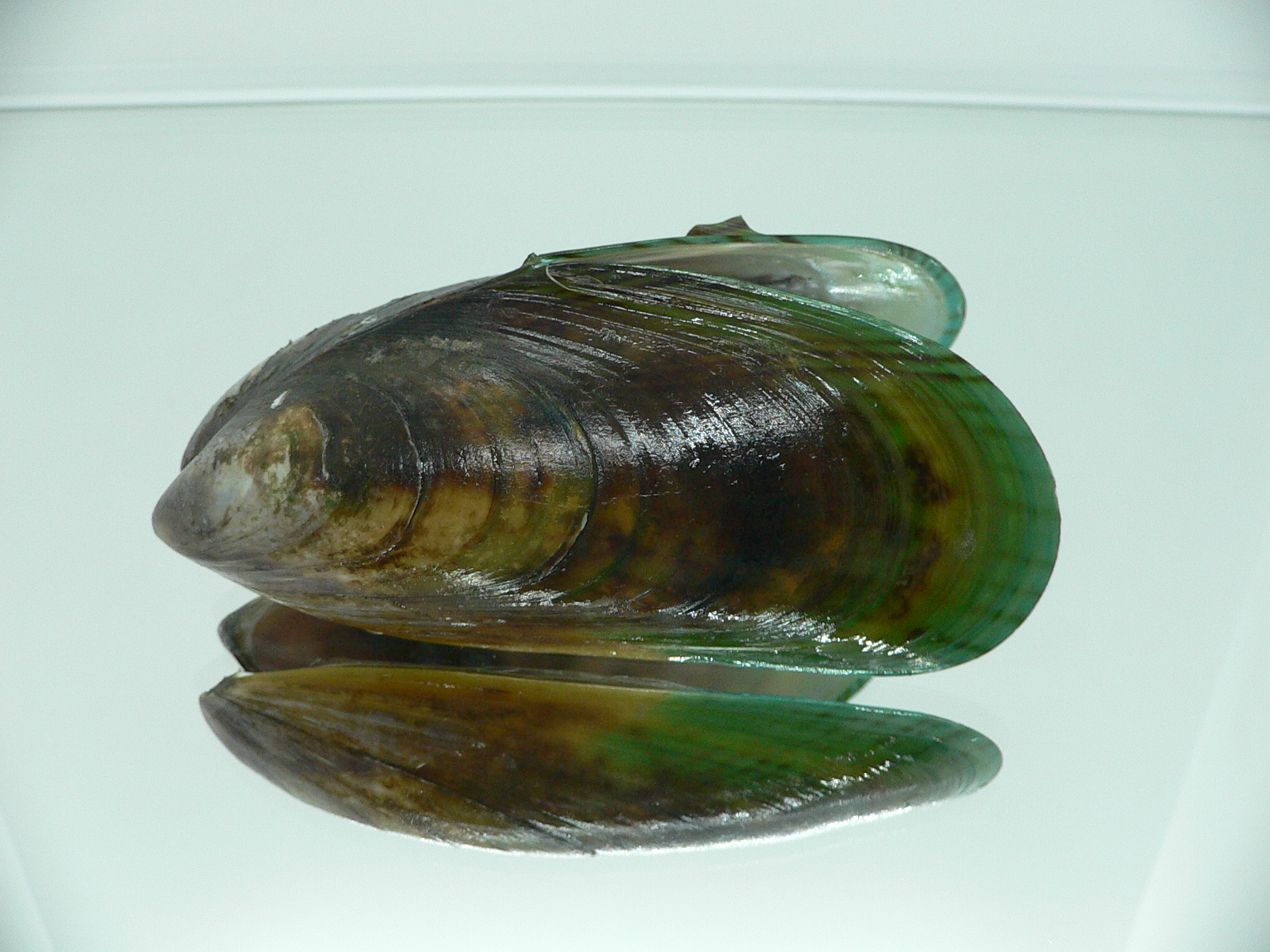 Perna viridis