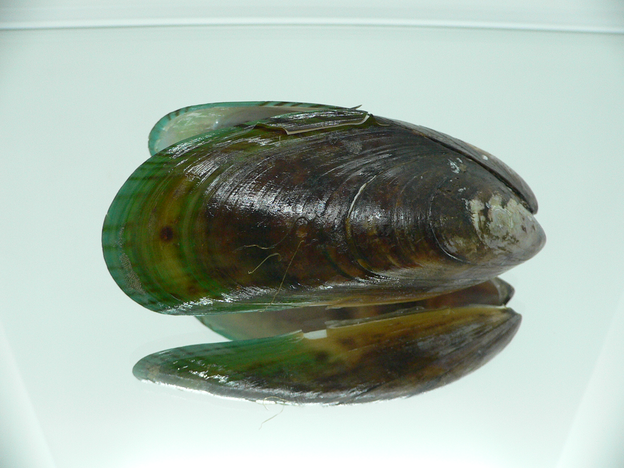 Perna viridis