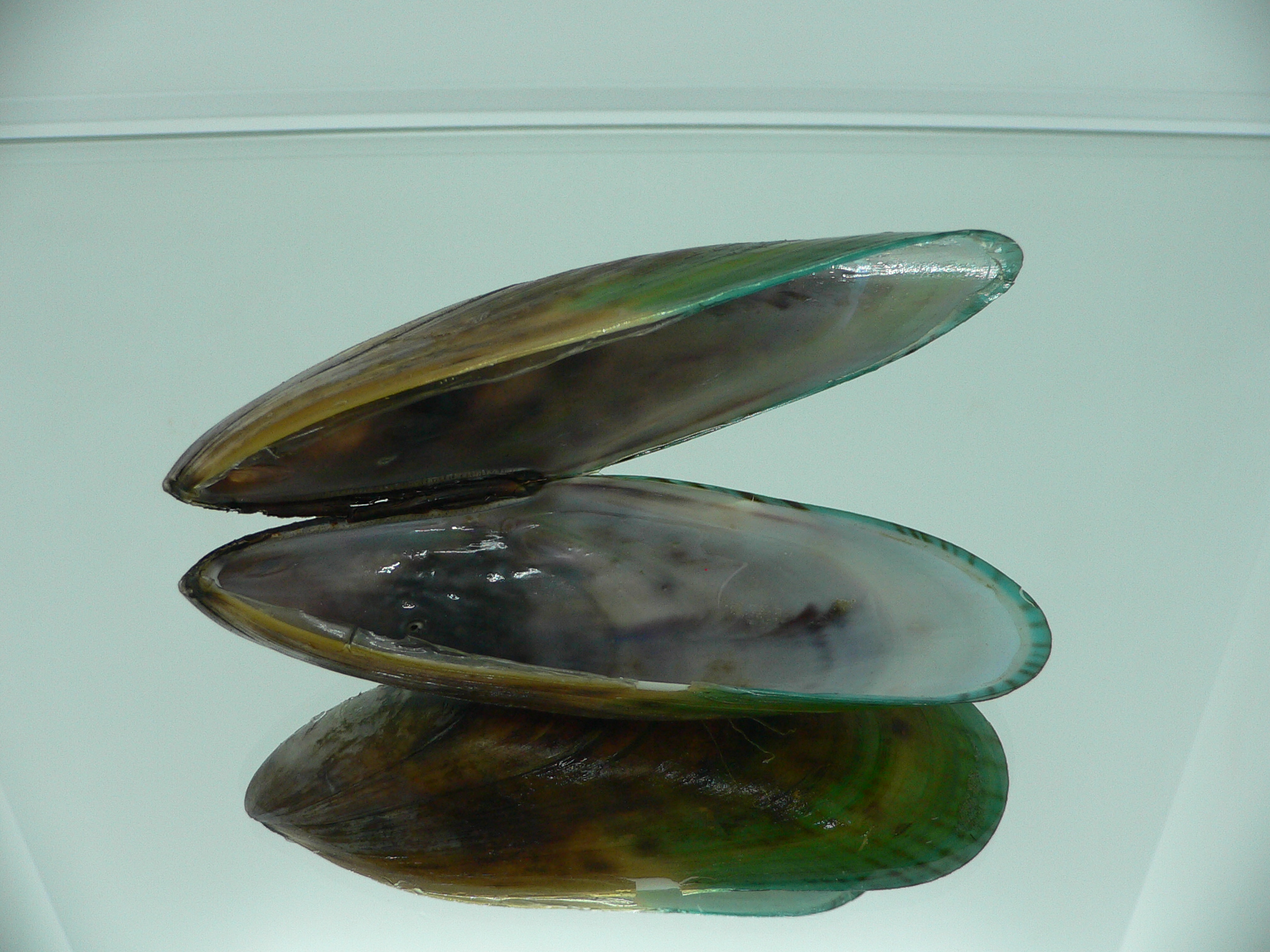 Perna viridis