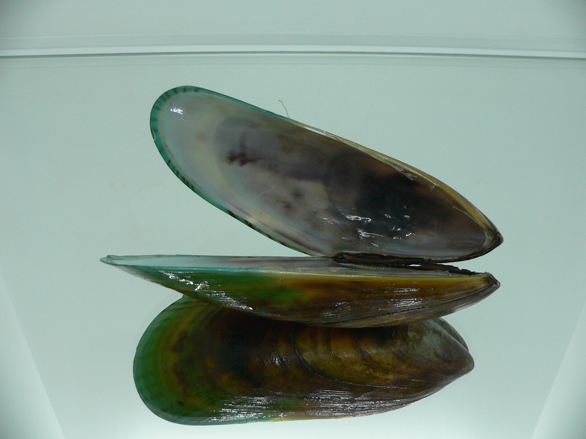 Perna viridis