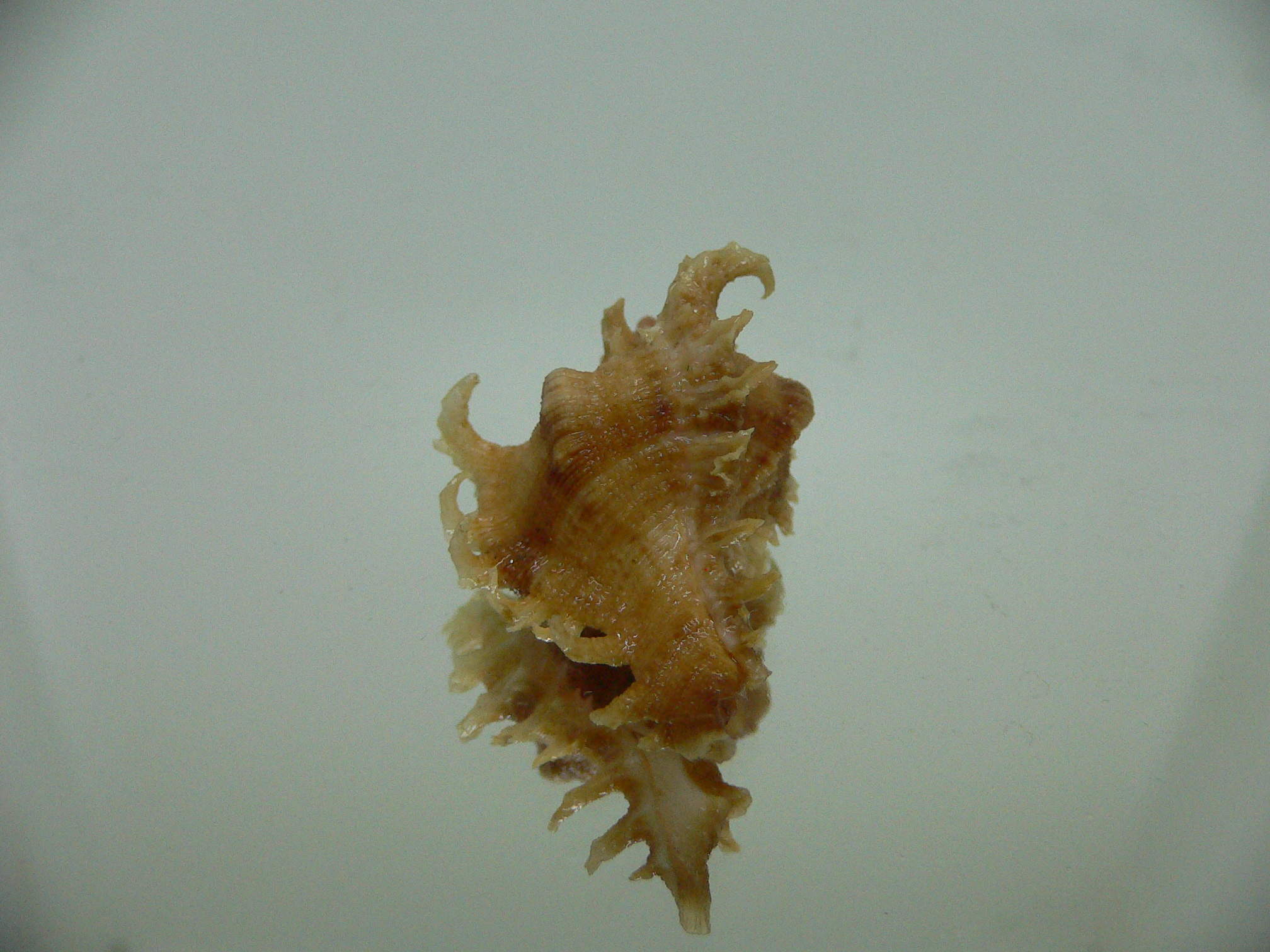 Chicoreus virgineus ponderosus (var.) STRIPED DWARF