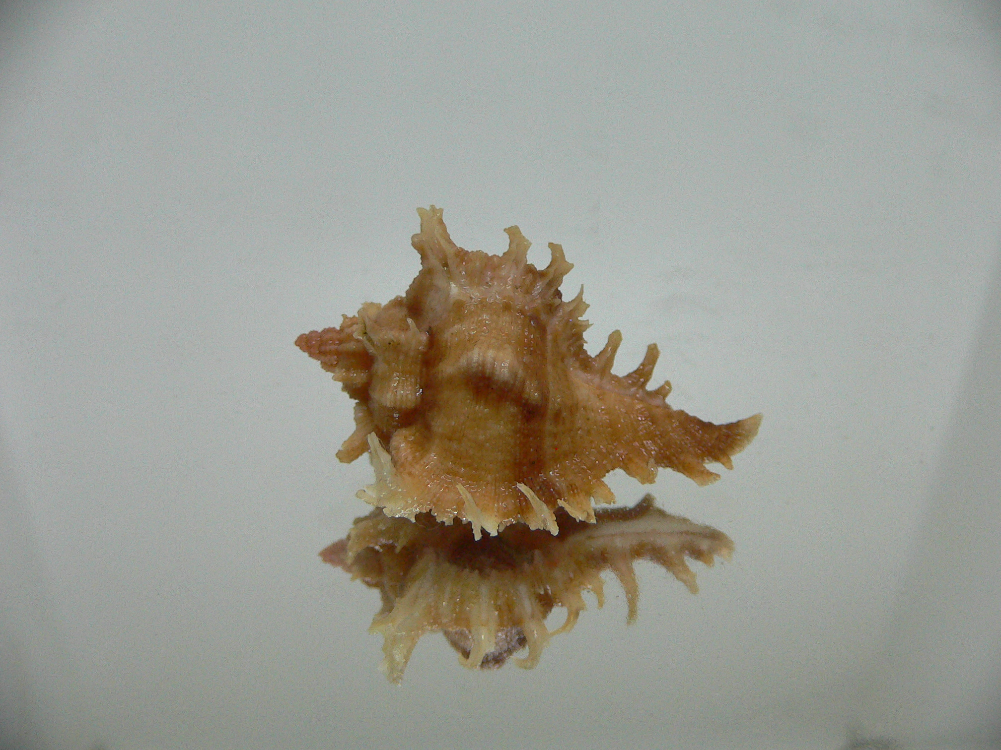 Chicoreus virgineus ponderosus (var.) STRIPED DWARF