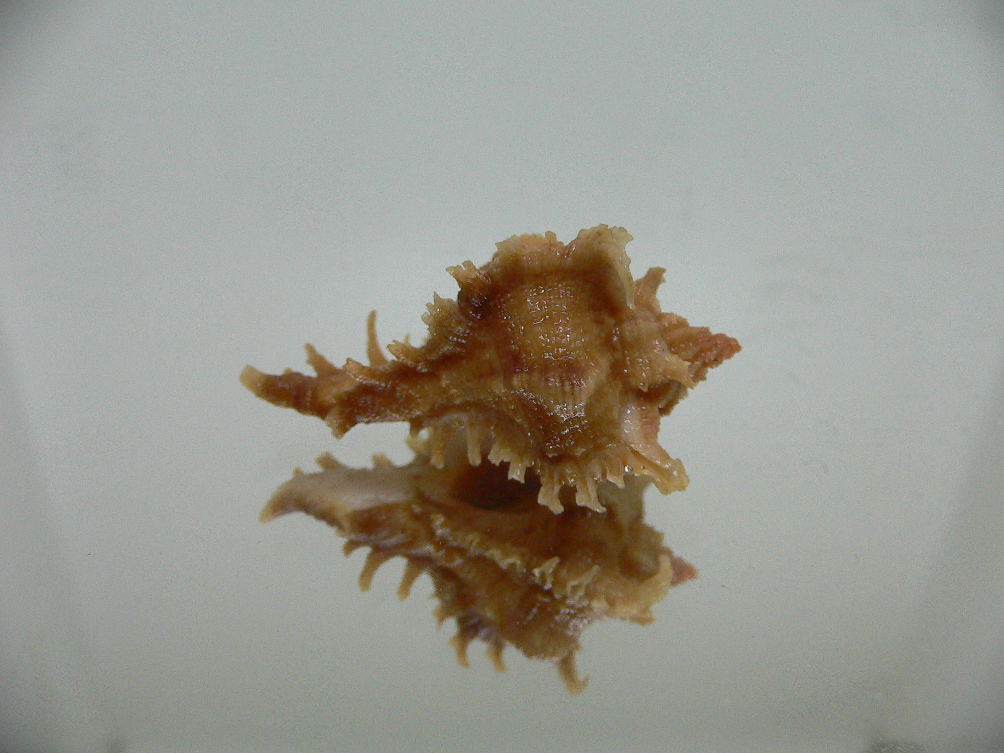 Chicoreus virgineus ponderosus (var.) STRIPED DWARF