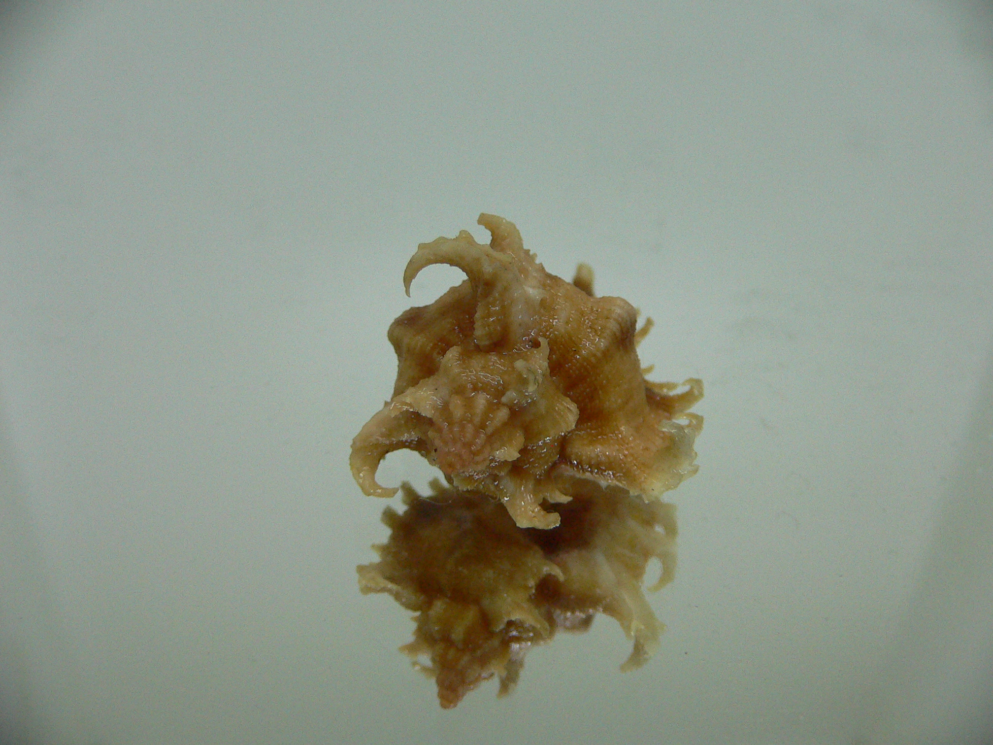 Chicoreus virgineus ponderosus (var.) STRIPED DWARF