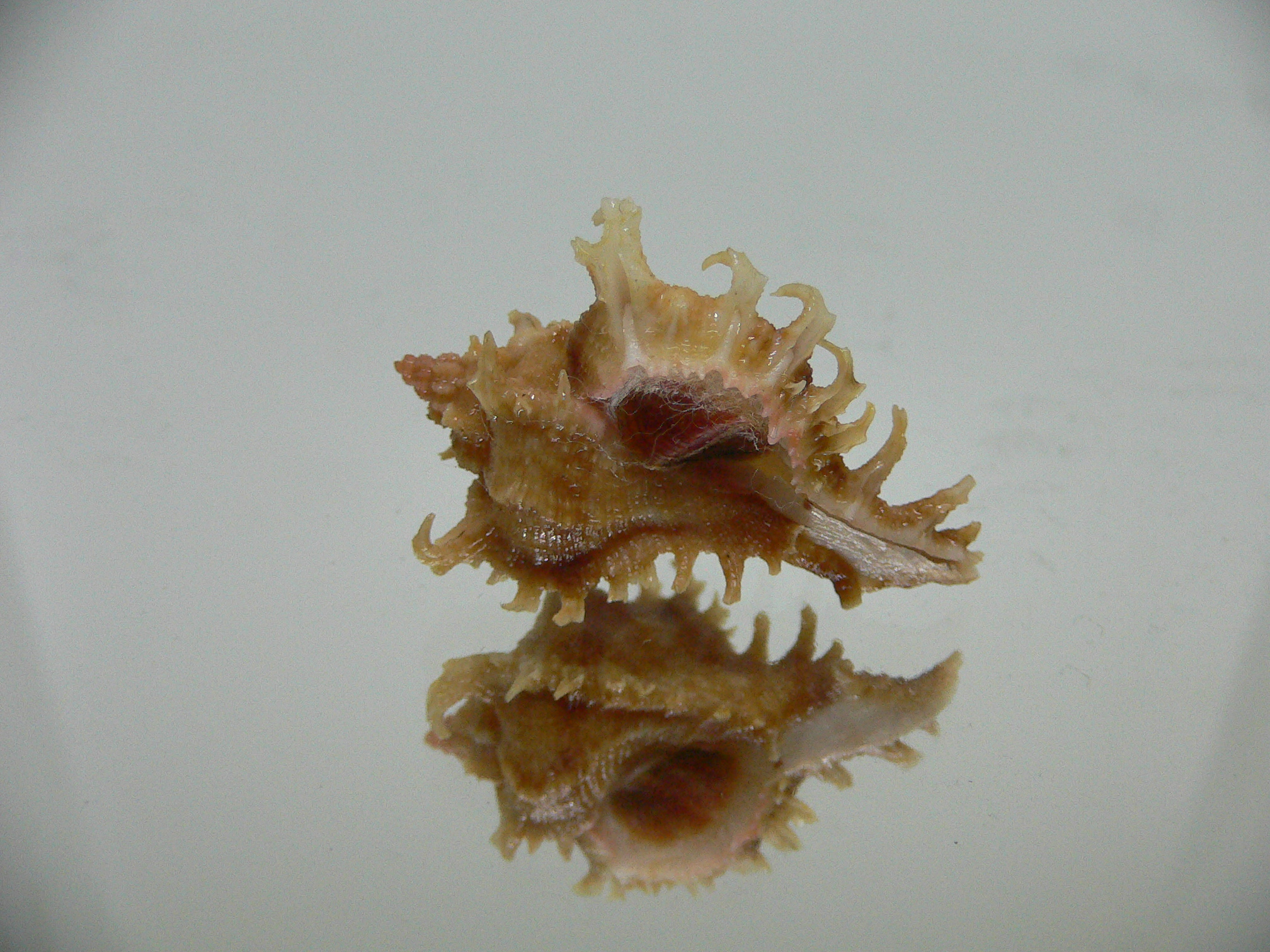 Chicoreus virgineus ponderosus (var.) STRIPED DWARF