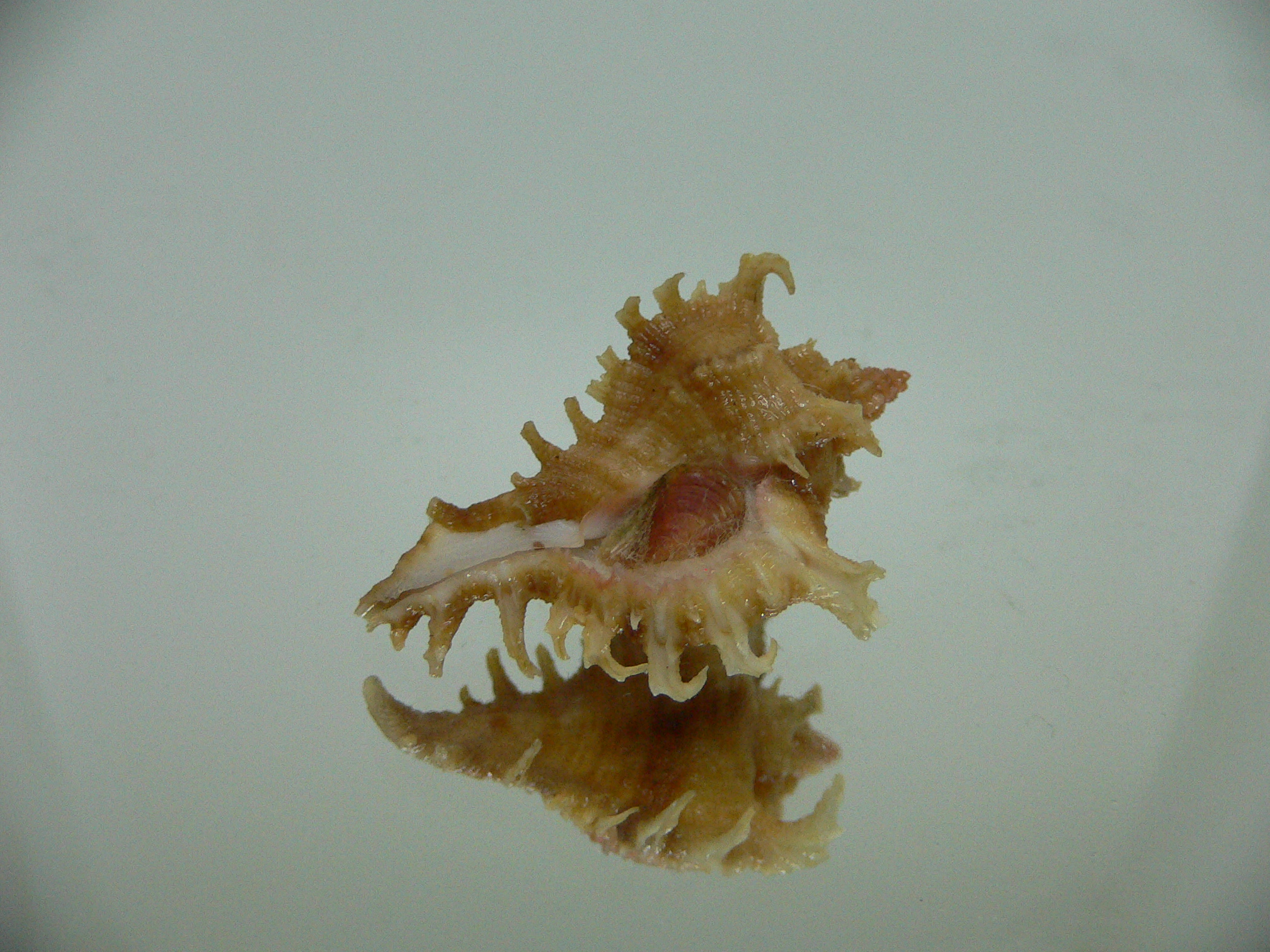 Chicoreus virgineus ponderosus (var.) STRIPED DWARF