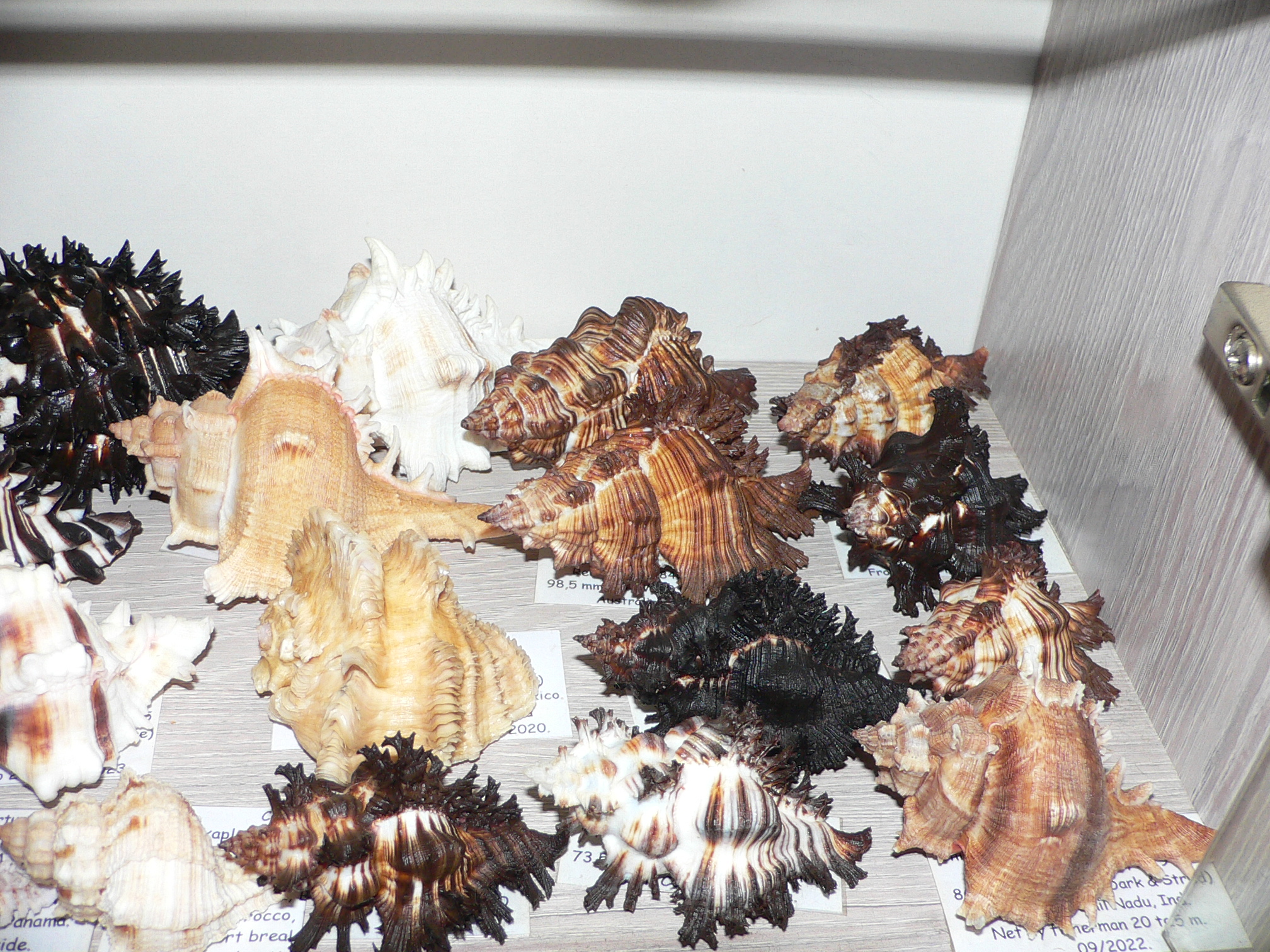 Chicoreus virgineus ponderosus (var.) STRIPED DWARF