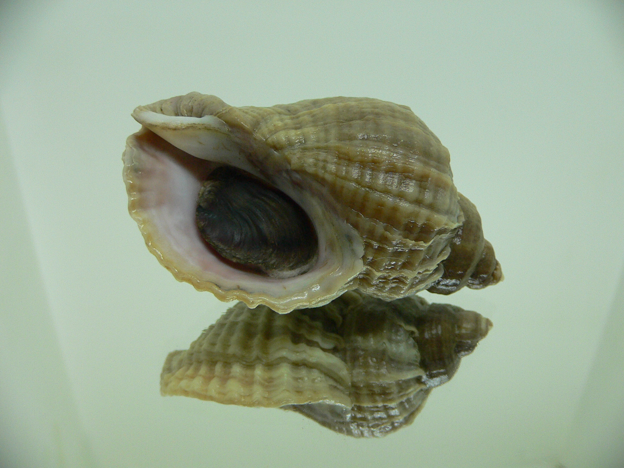 Nucella freycinetii elongata (var.)