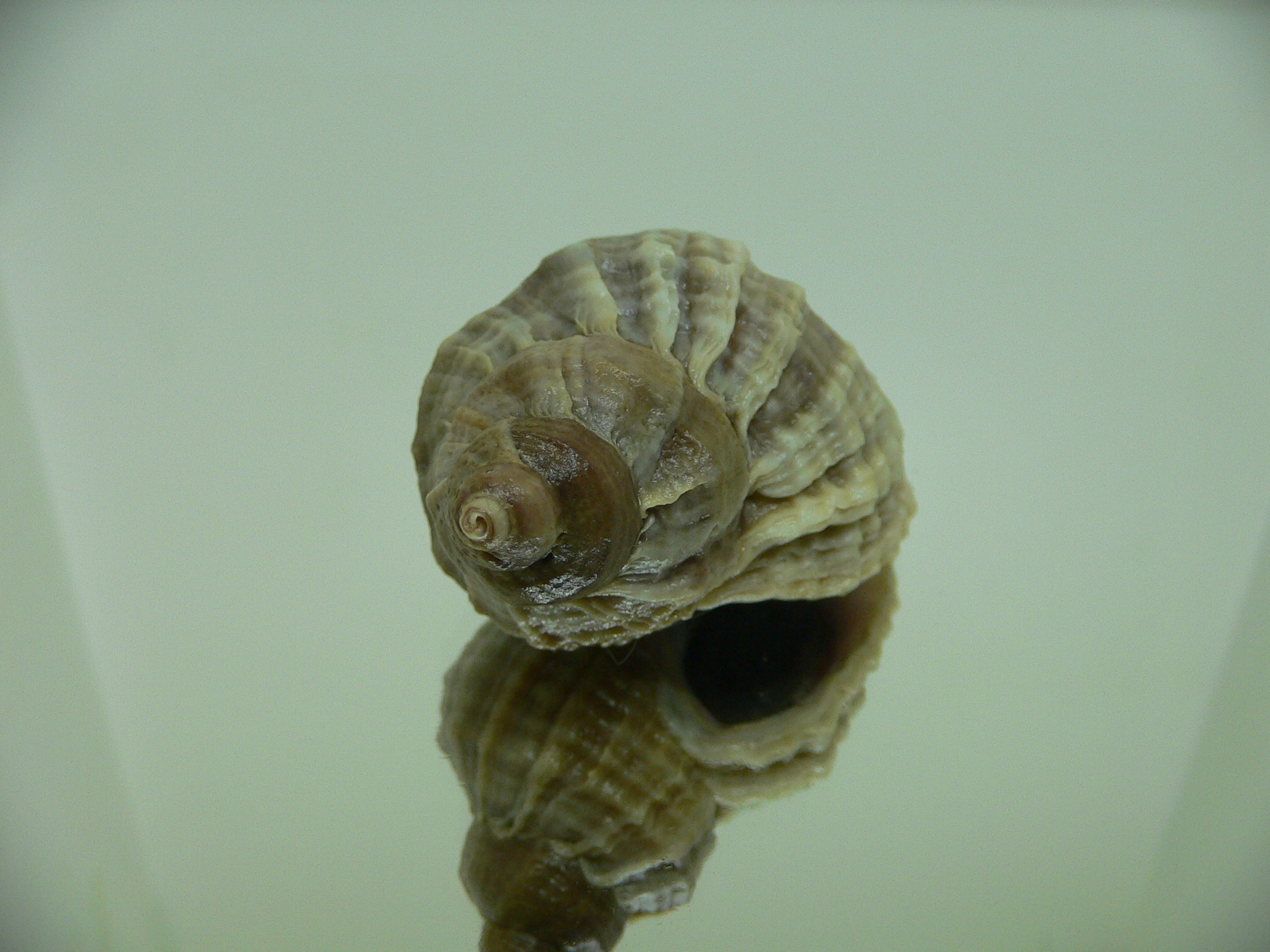 Nucella freycinetii elongata (var.)