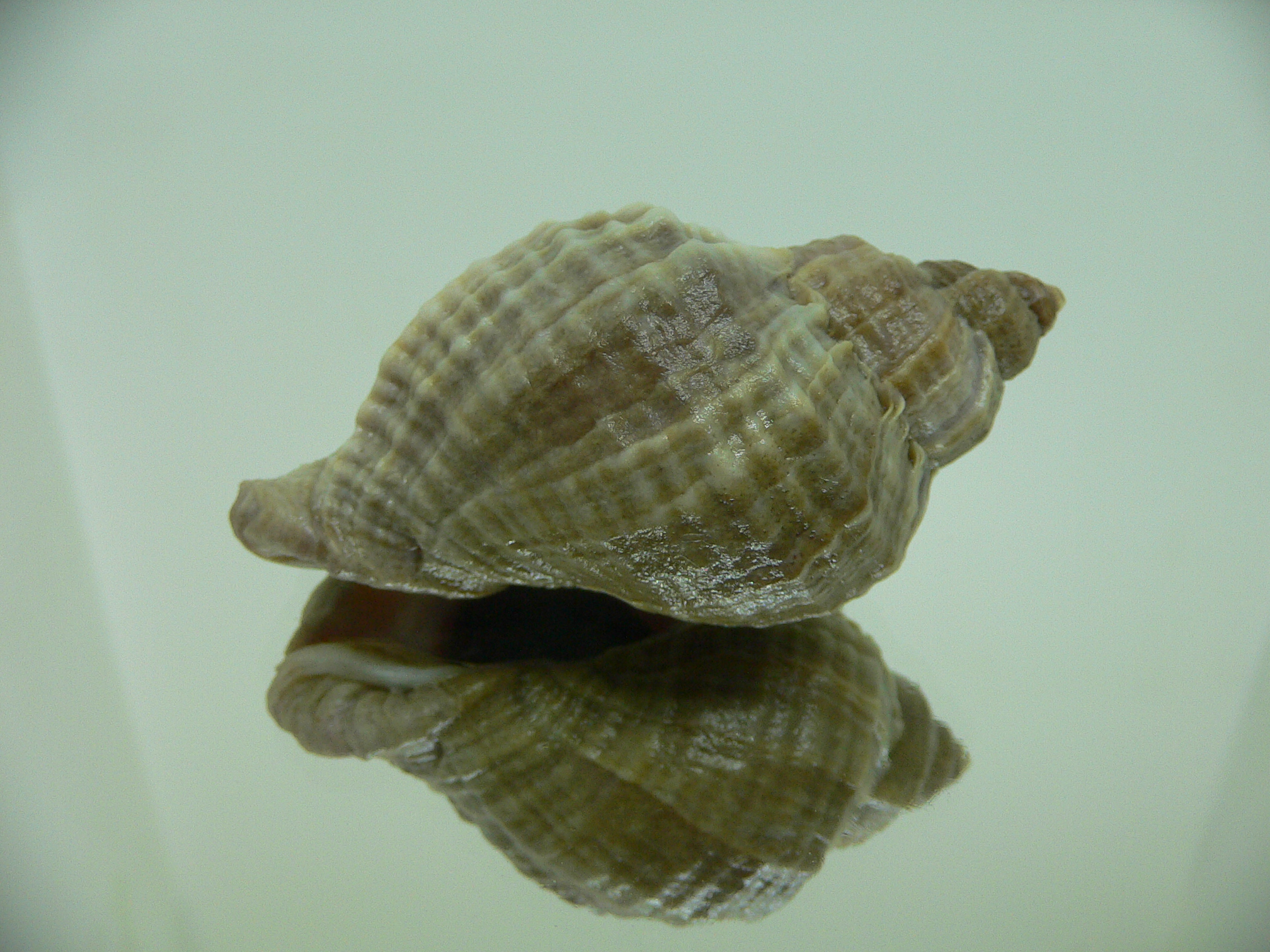 Nucella freycinetii elongata (var.)