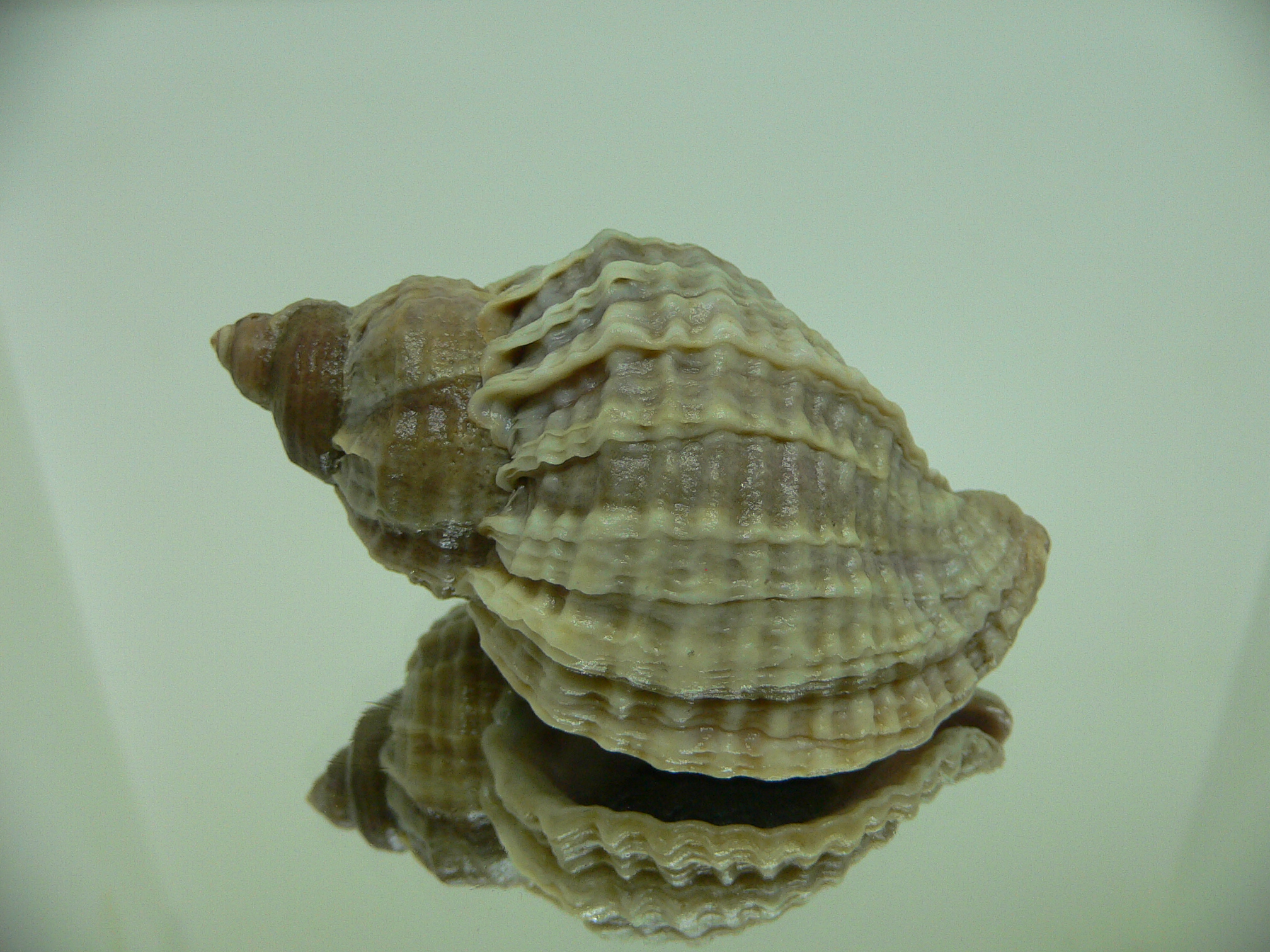 Nucella freycinetii elongata (var.)