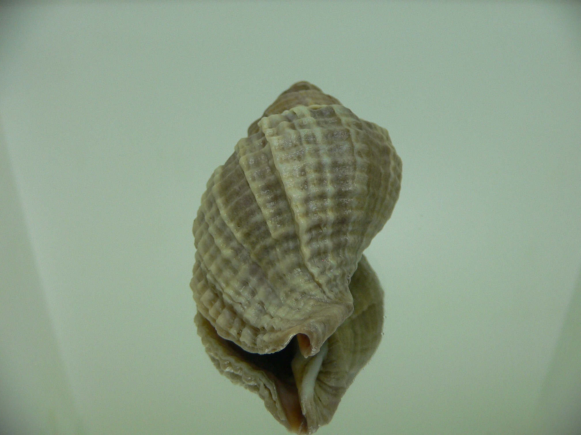 Nucella freycinetii elongata (var.)