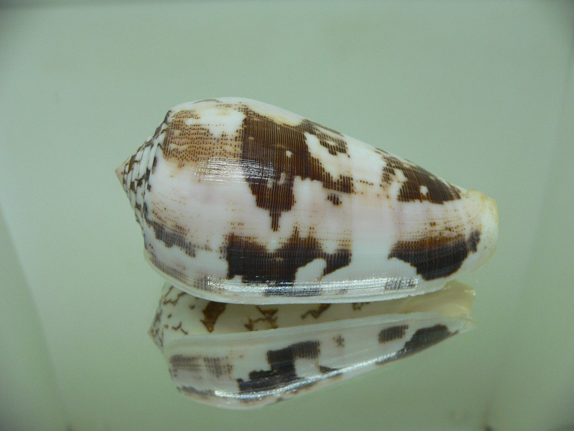 Conus striatus c.f.? VERY WIDE