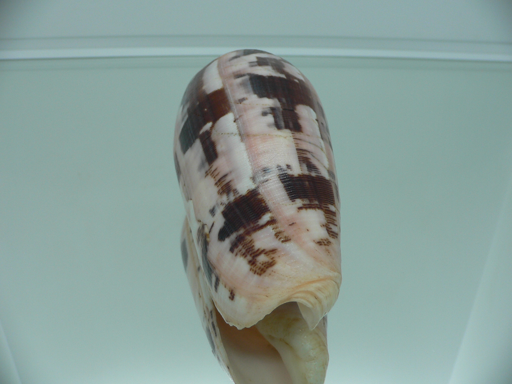 Conus striatus SP.