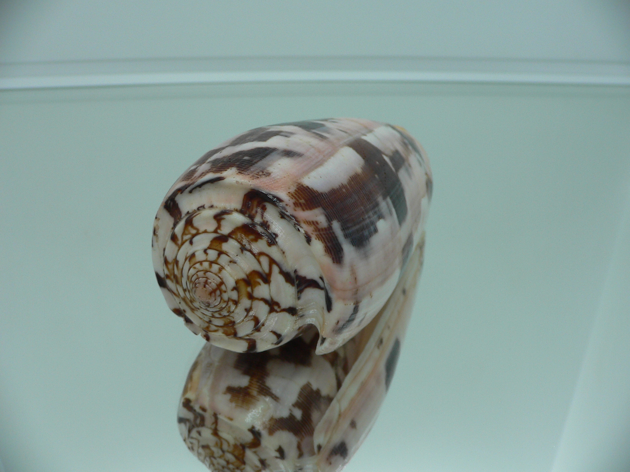 Conus striatus SP.