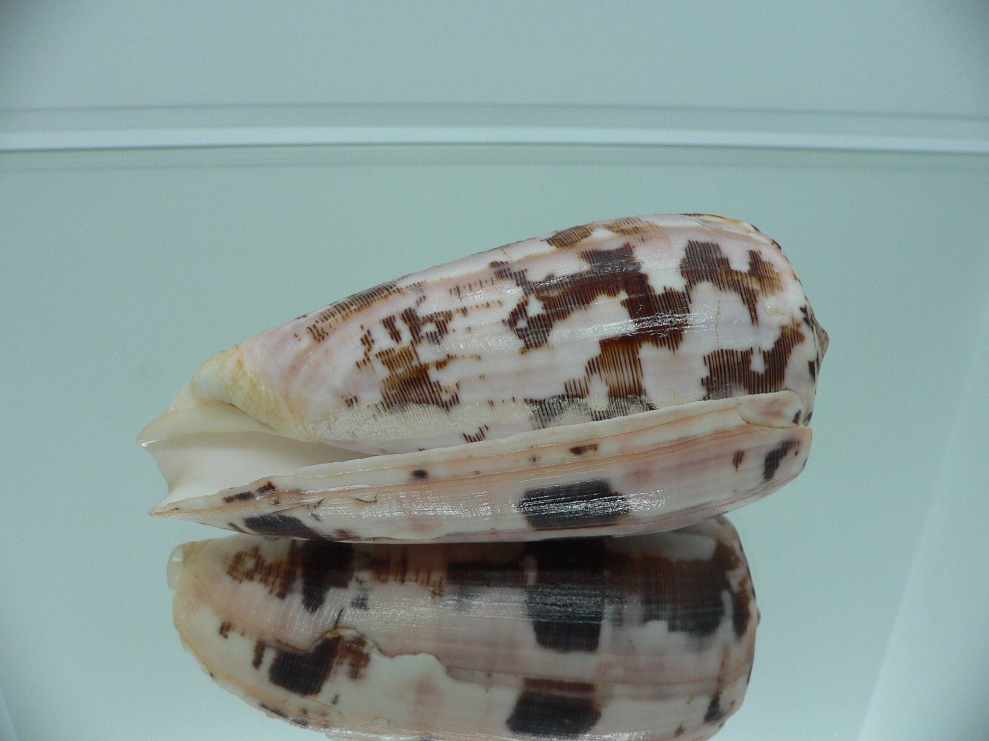 Conus striatus SP.