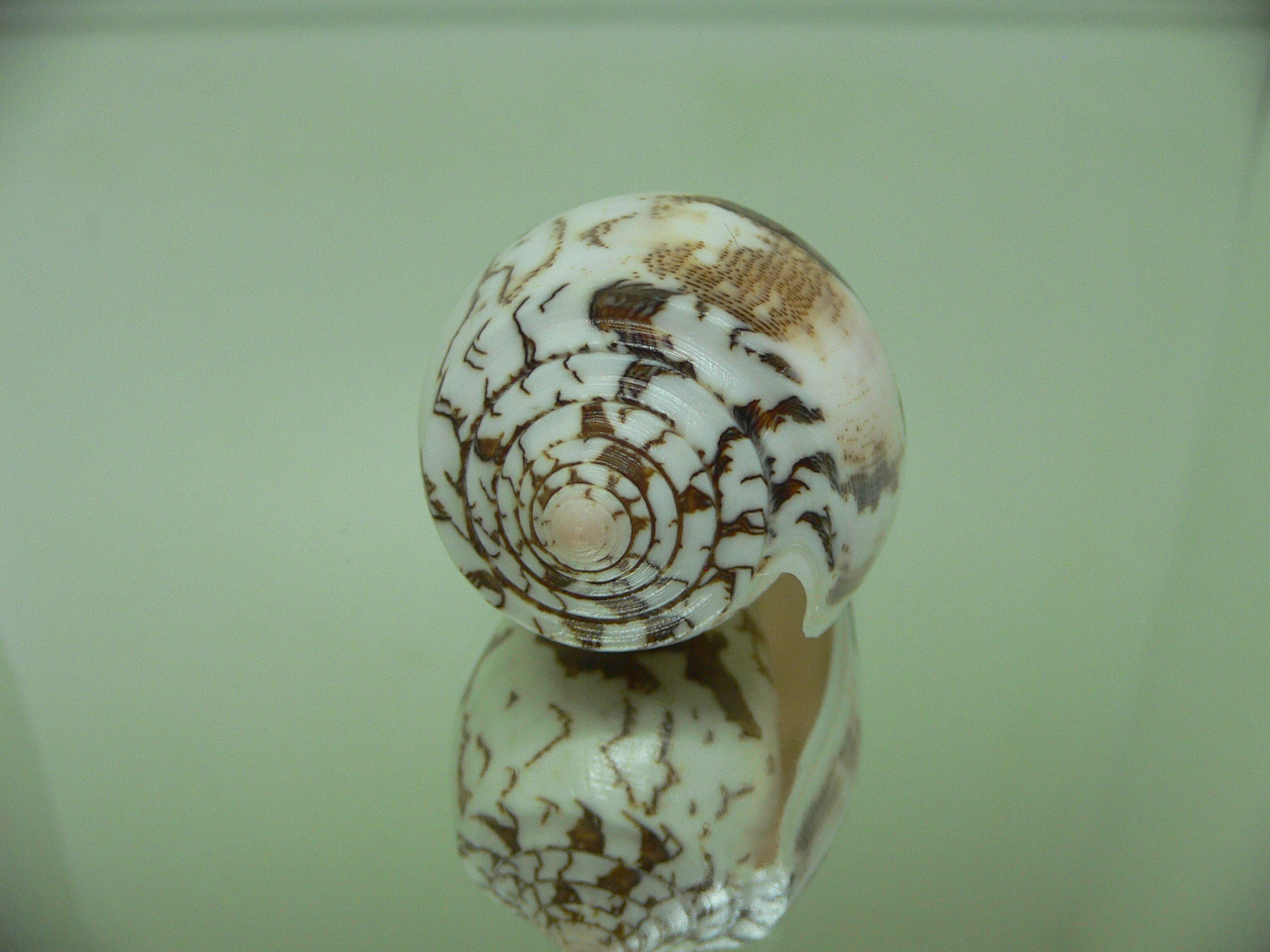 Conus striatus c.f.? VERY WIDE