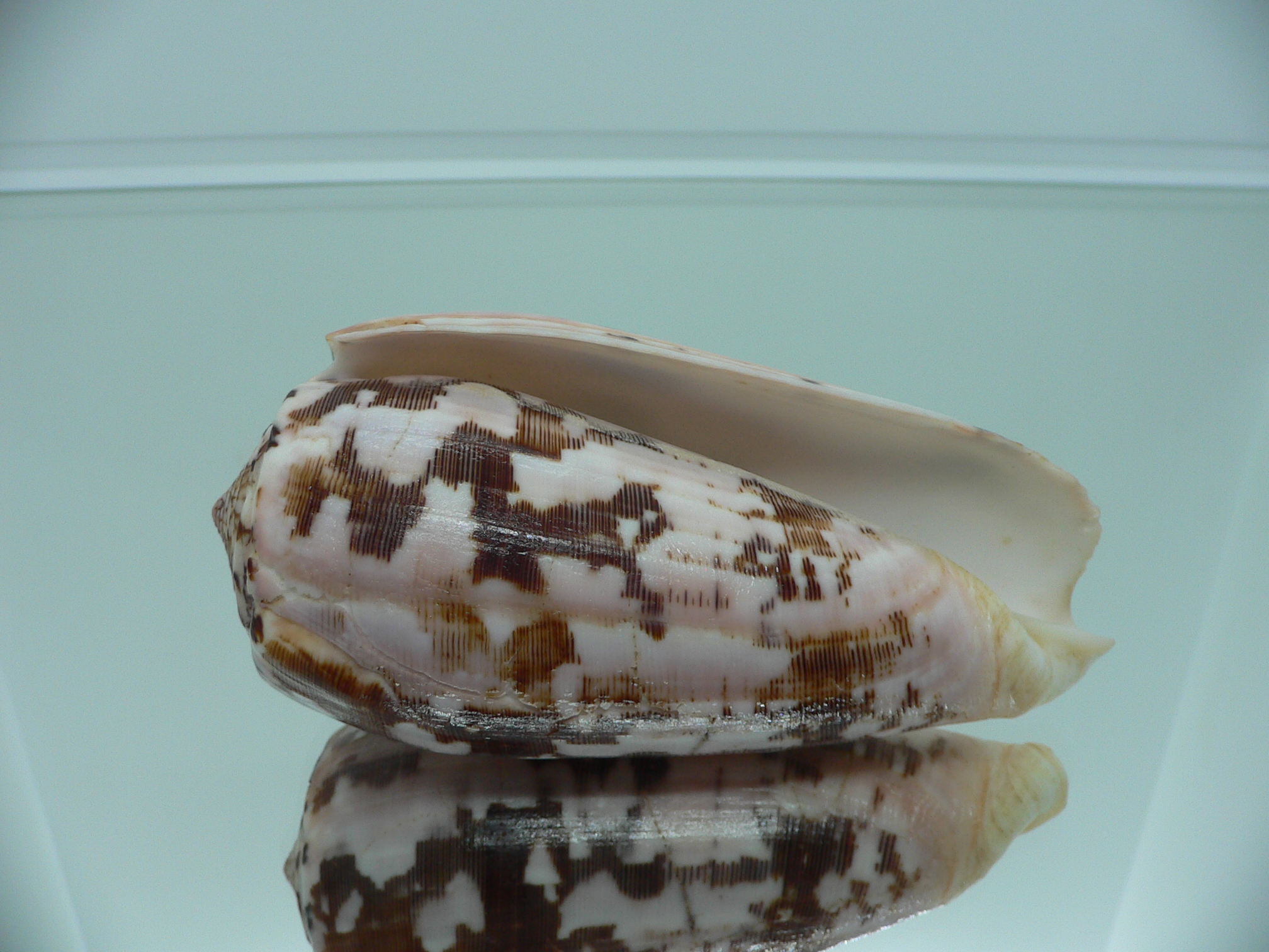 Conus striatus SP.