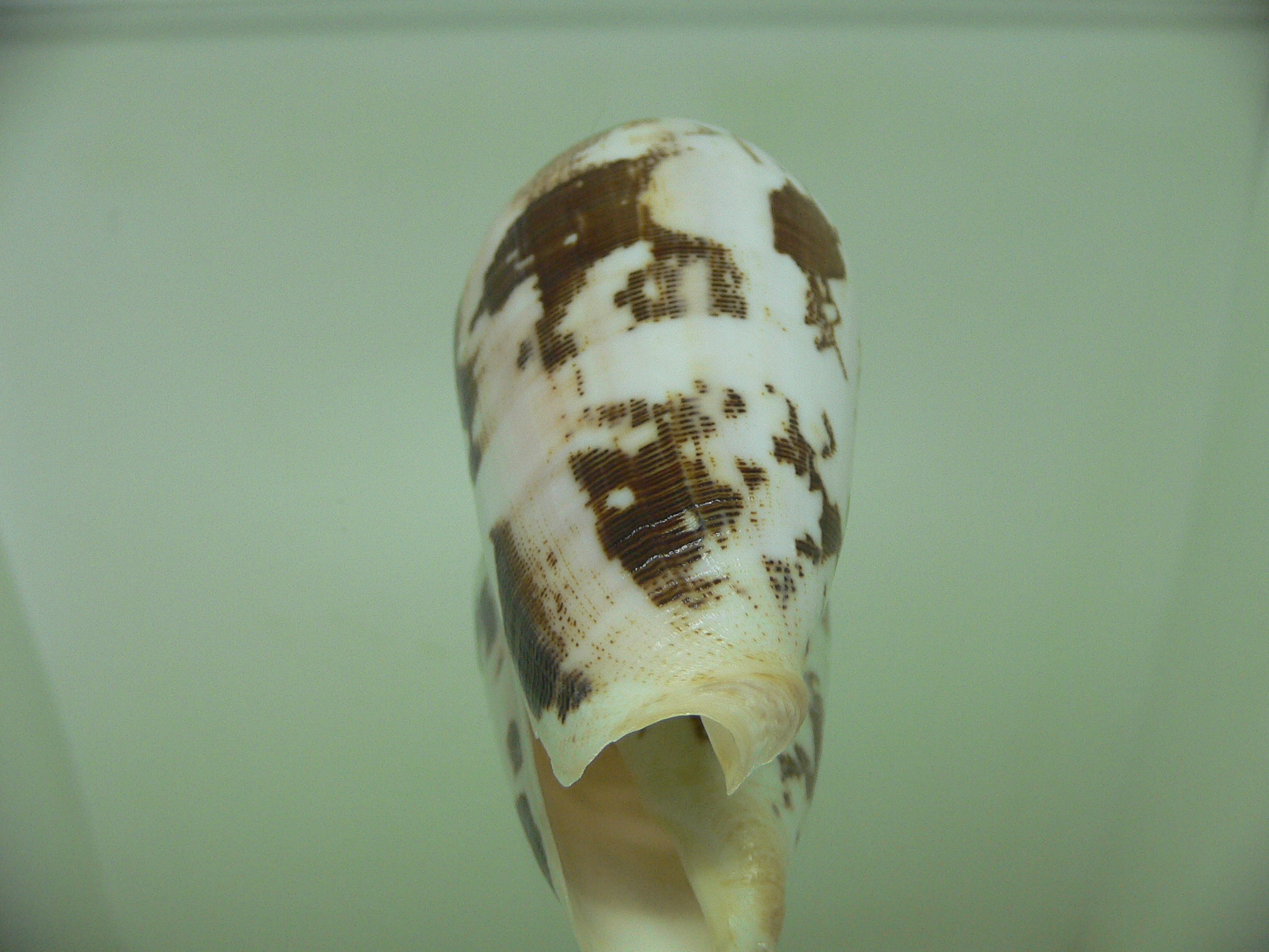 Conus striatus c.f.? VERY WIDE