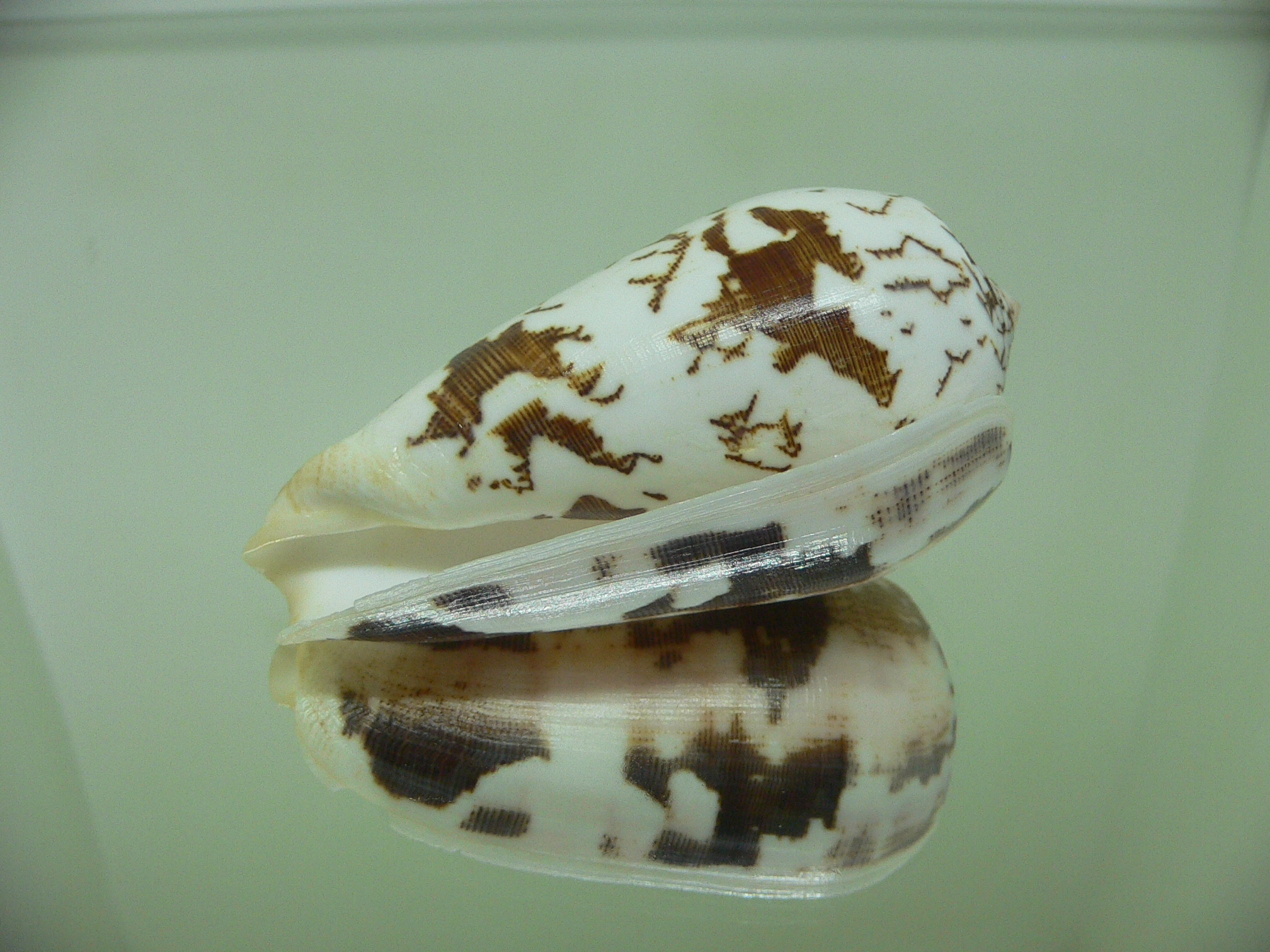 Conus striatus c.f.? VERY WIDE