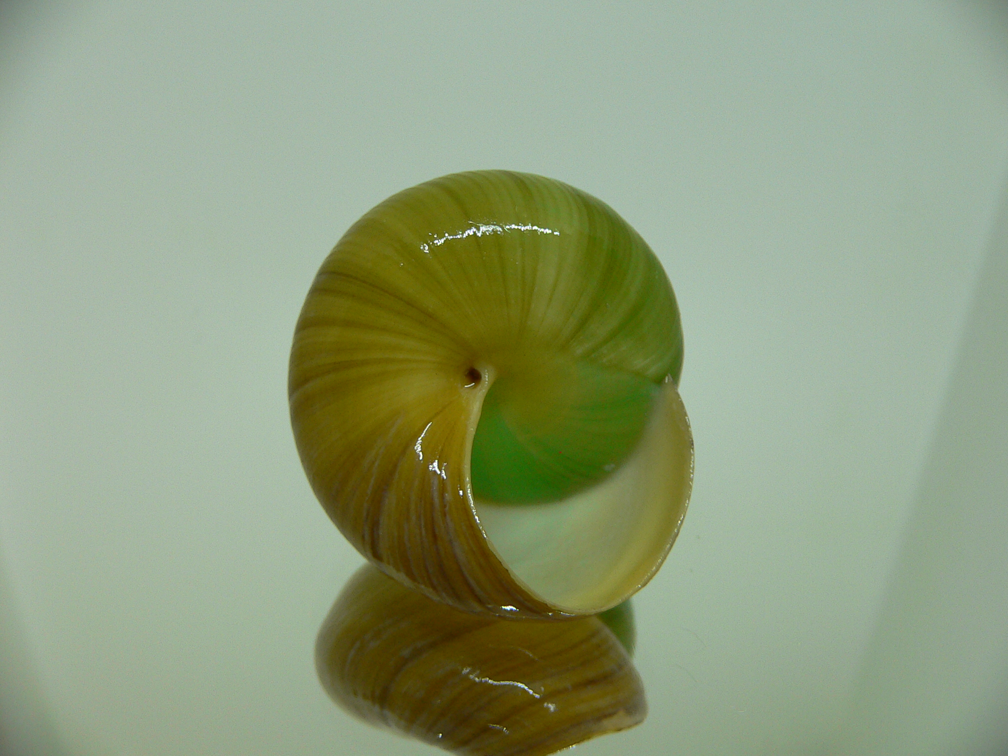 Asperitas bimaensis johnabbasi BIG BICOLOR