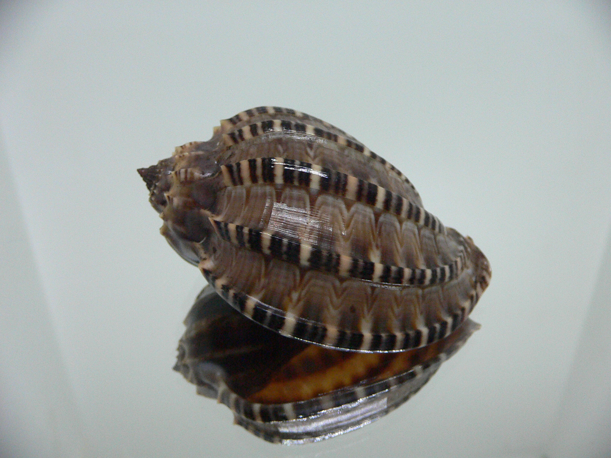 Harpa articularis VERY DARK
