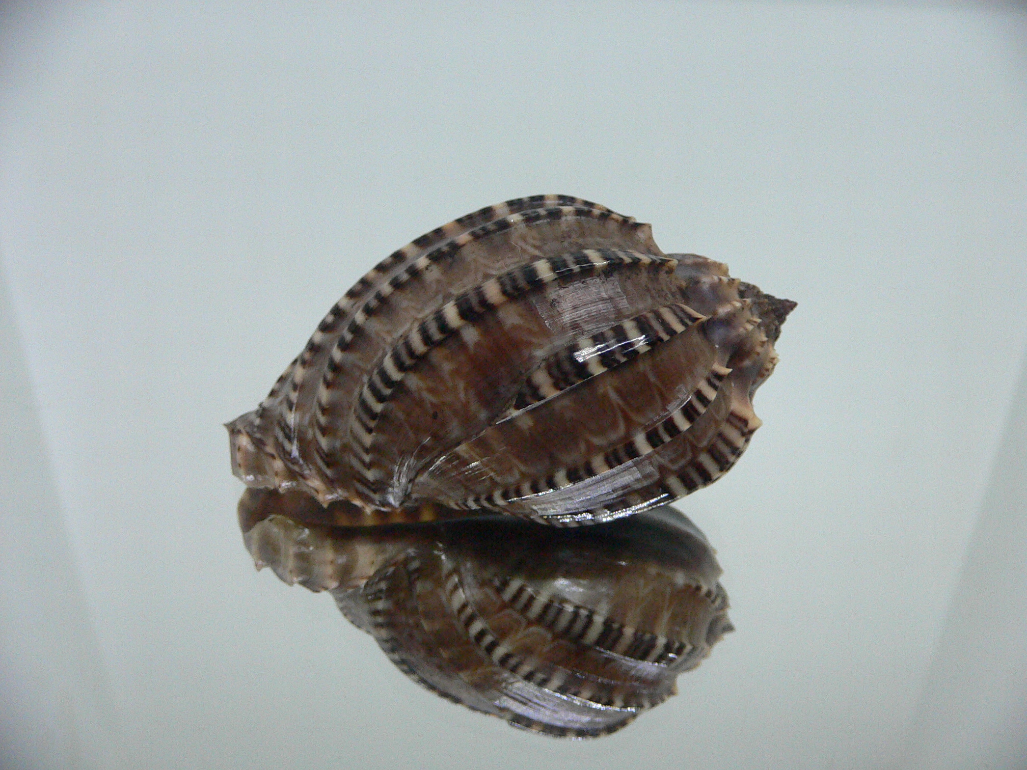 Harpa articularis VERY DARK