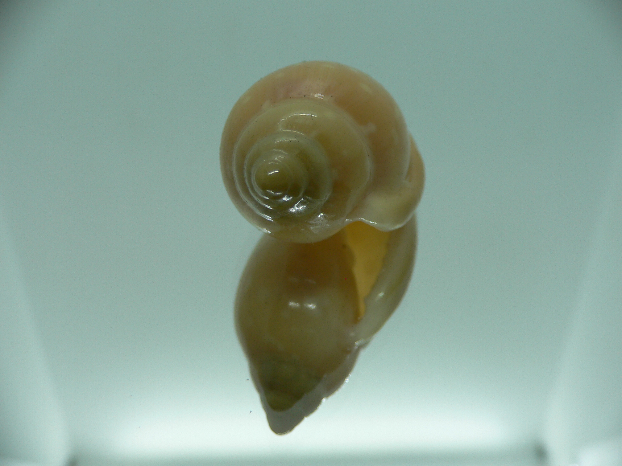 Marginella sebastiani DARK & RUSTRY