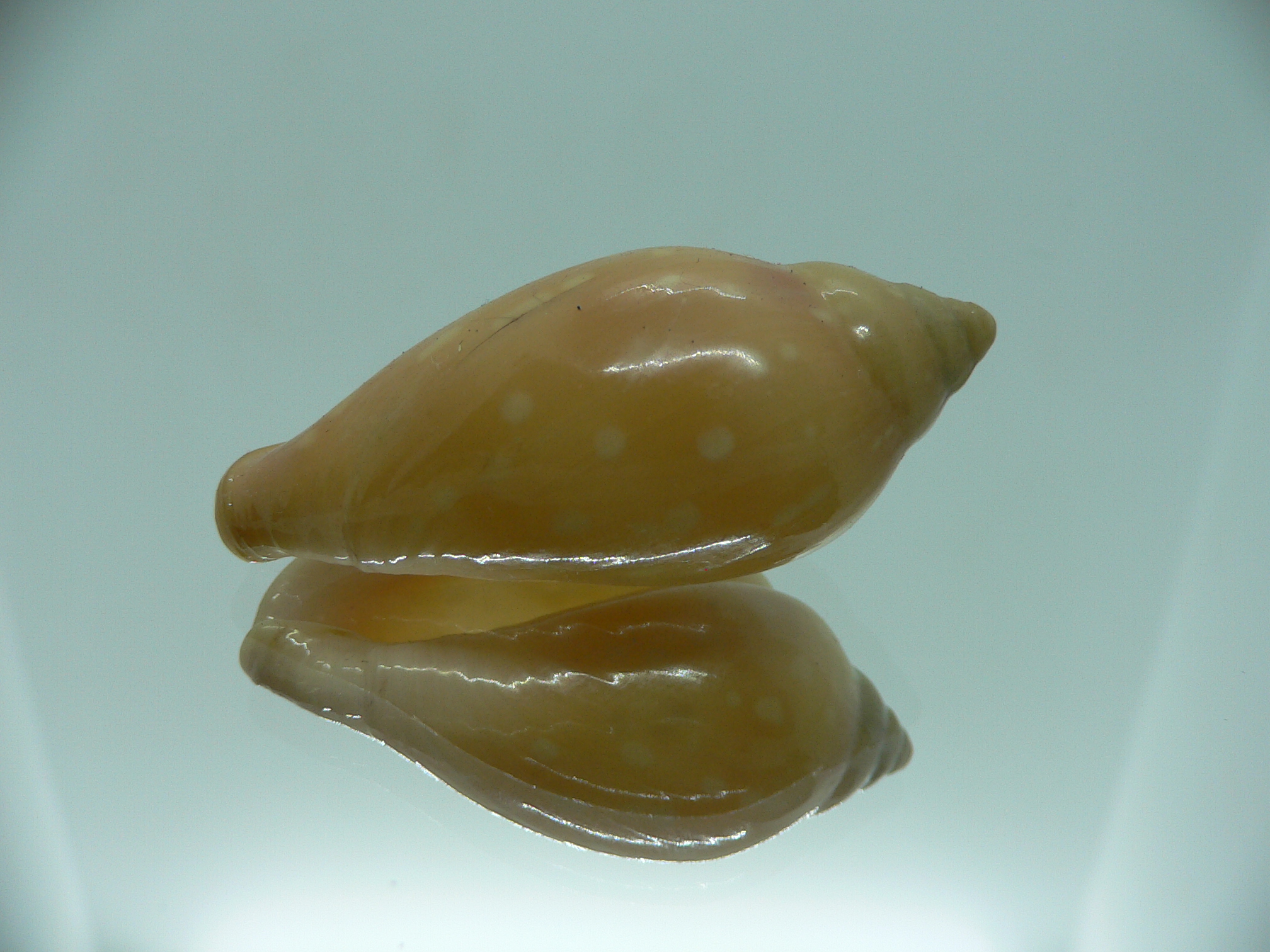 Marginella sebastiani DARK & RUSTRY